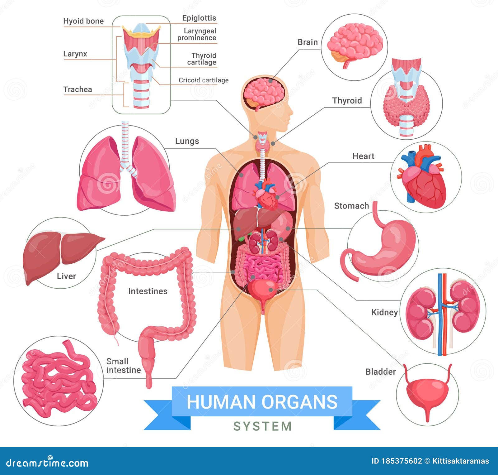 Human Organ System Vector Illustrations Stock Vector - Illustration of ...