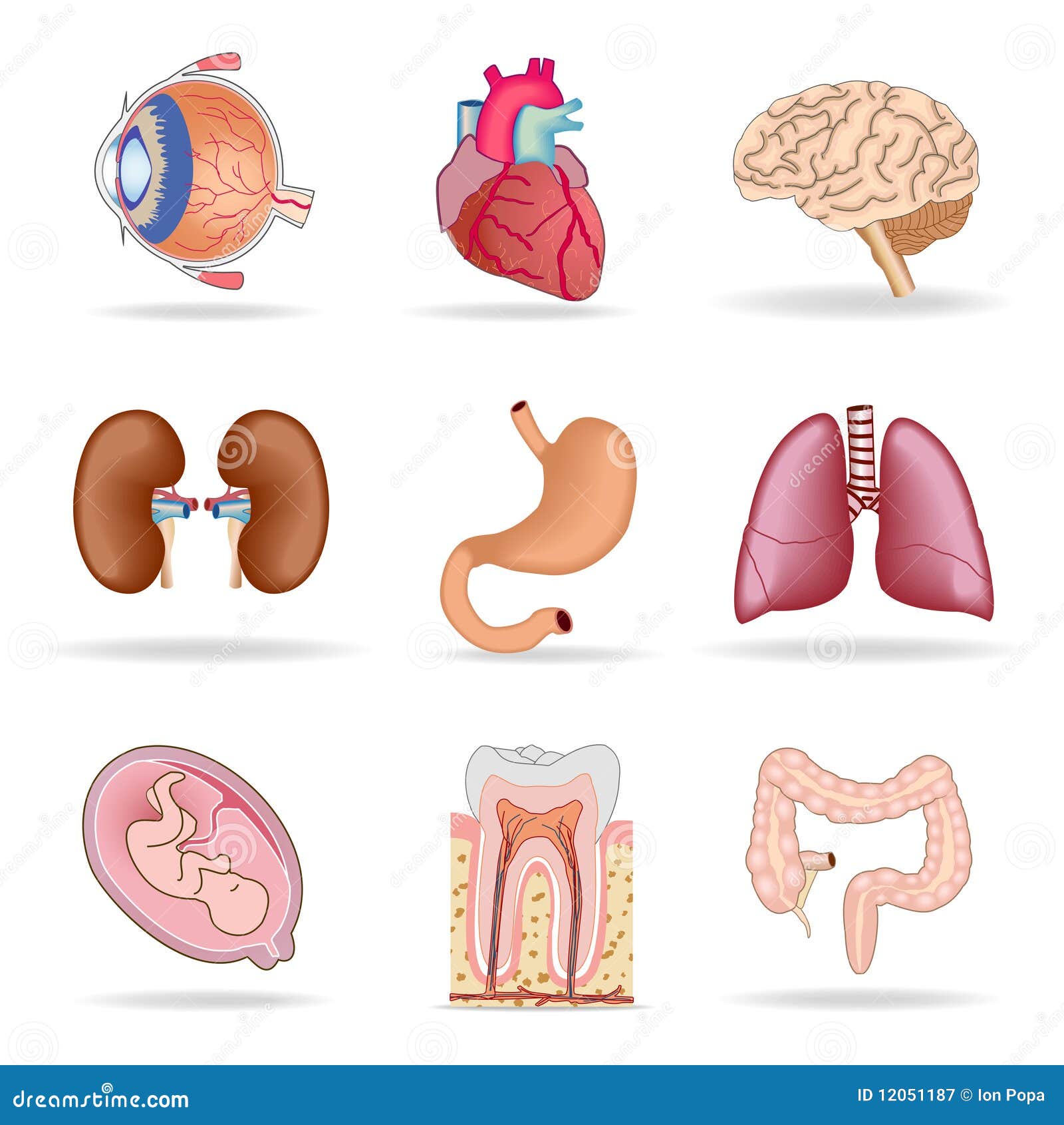 clipart human body organs - photo #33