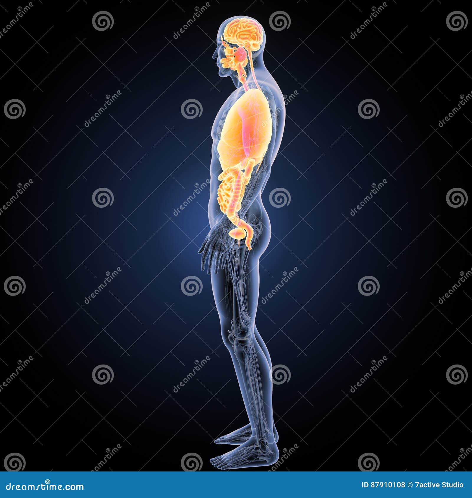 Human Organs with Anatomy Lateral View Stock Illustration