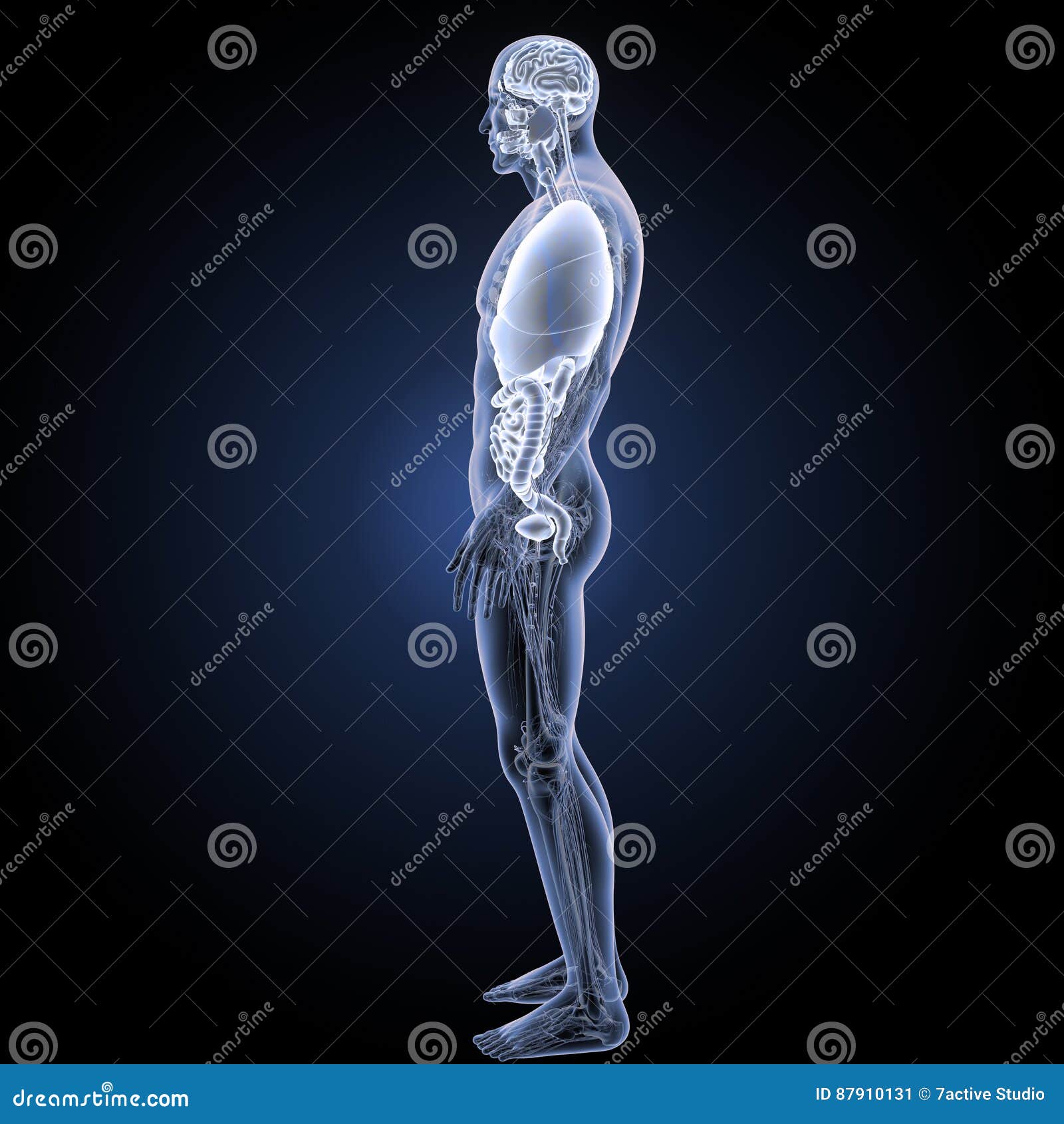 Human Organs with Anatomy Lateral View Stock Image Biology Diagrams