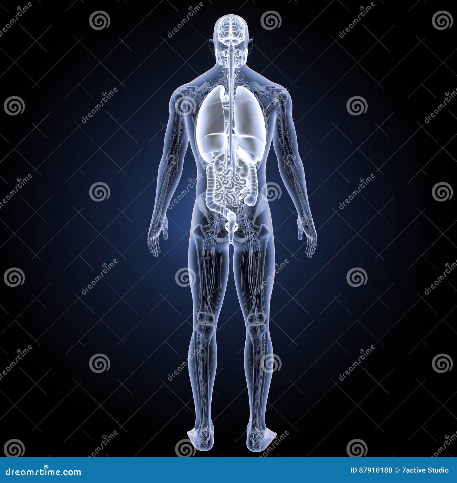 Human Organs with Anatomy Posterior View Stock Illustration ... Biology Diagrams
