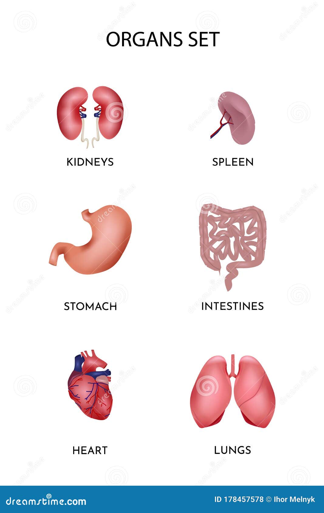 Set of human organs. stock vector. Illustration of biology - 178457578