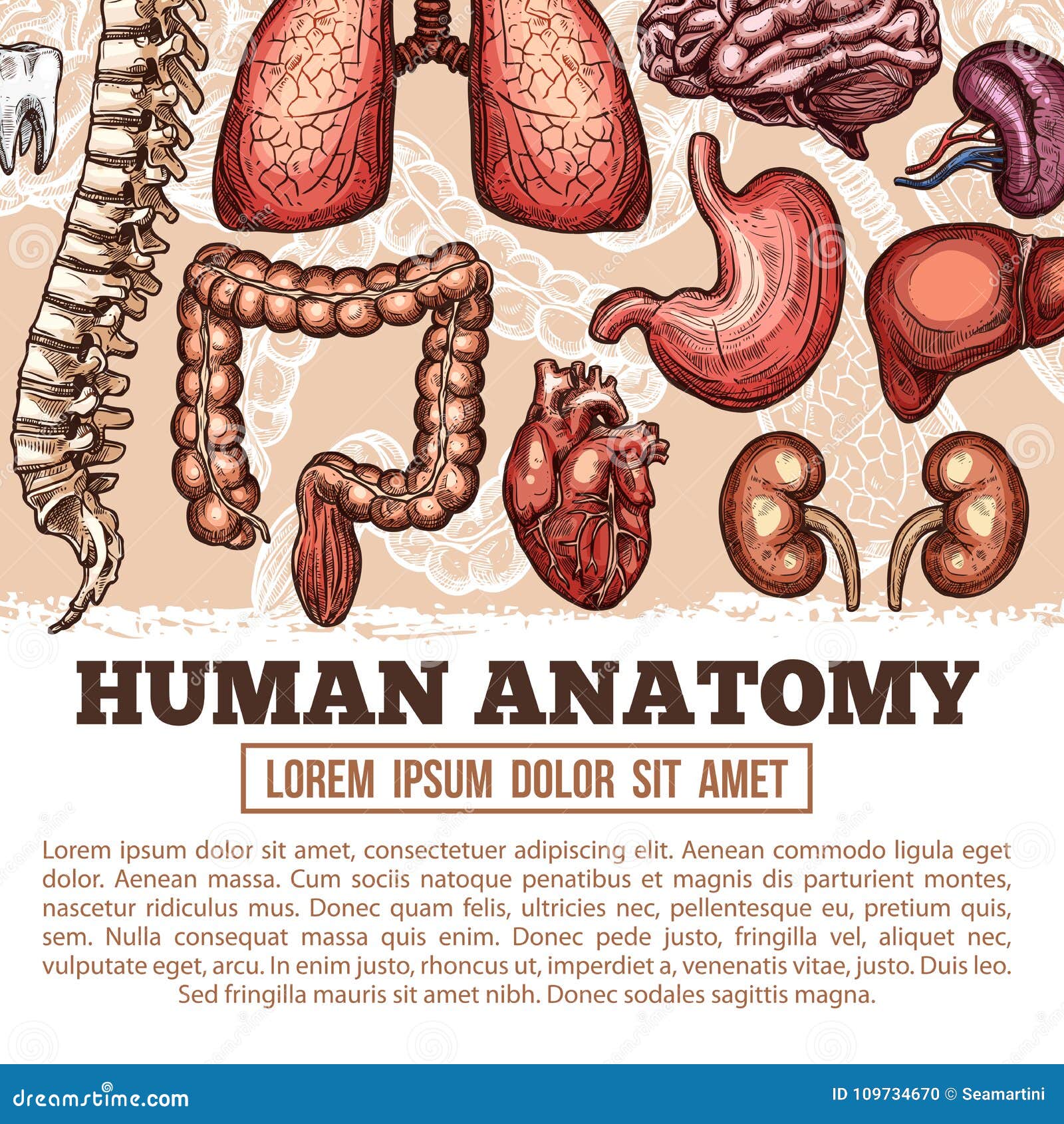 Human Organs Anatomy Vector Sketch Poster Stock Vector Illustration