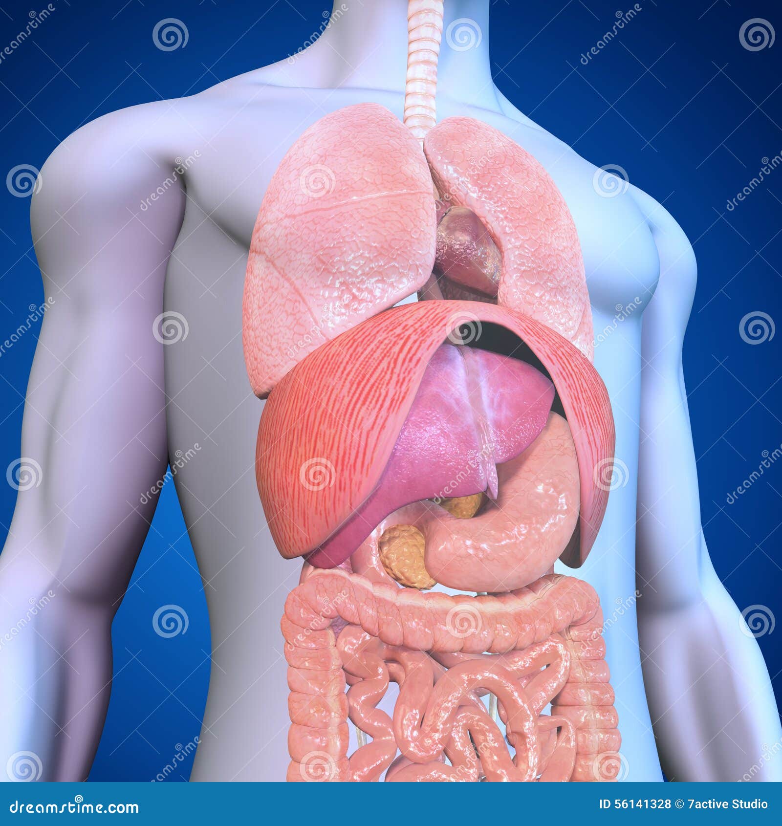 Human Organs stock illustration. Illustration of medical - 56141328, image size:1600x1690