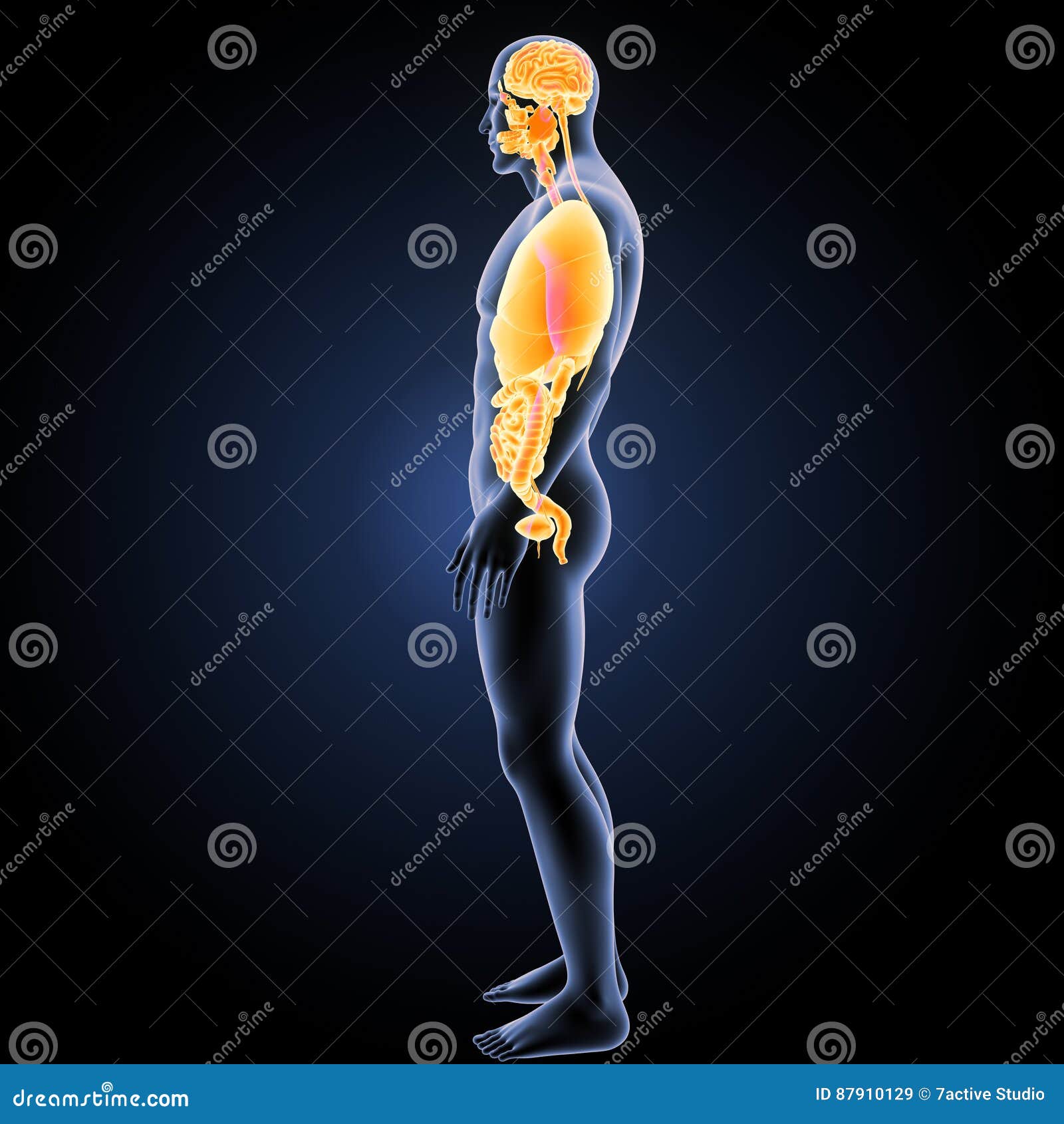 Human Organs with Body Lateral View Stock Illustration Biology Diagrams