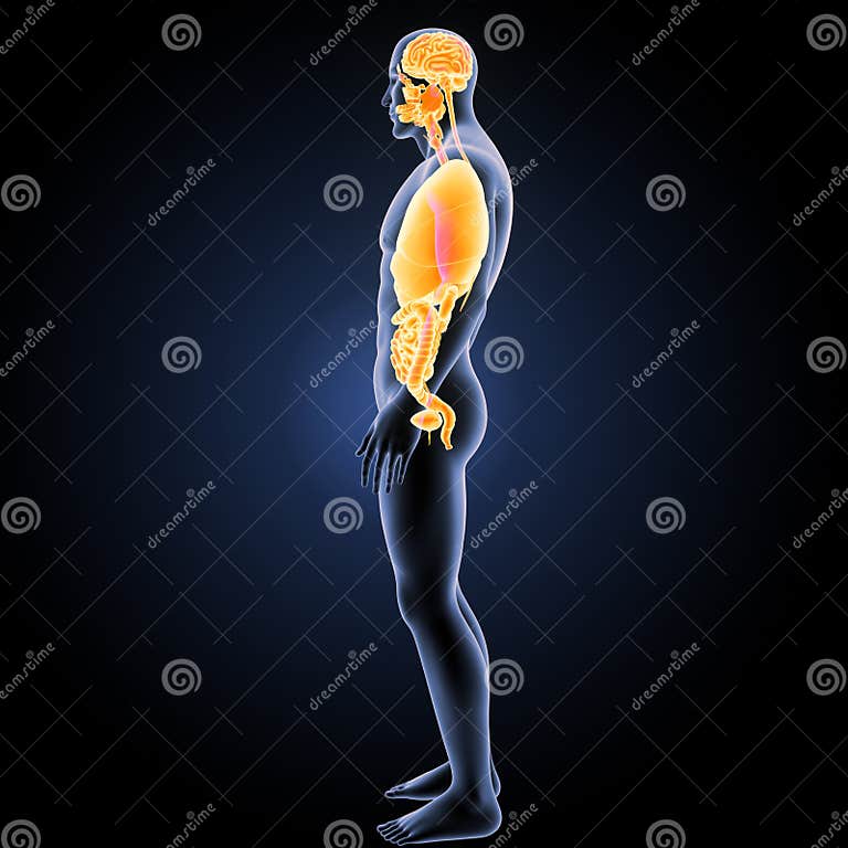 Human Organs with Body Lateral View Stock Illustration Biology Diagrams