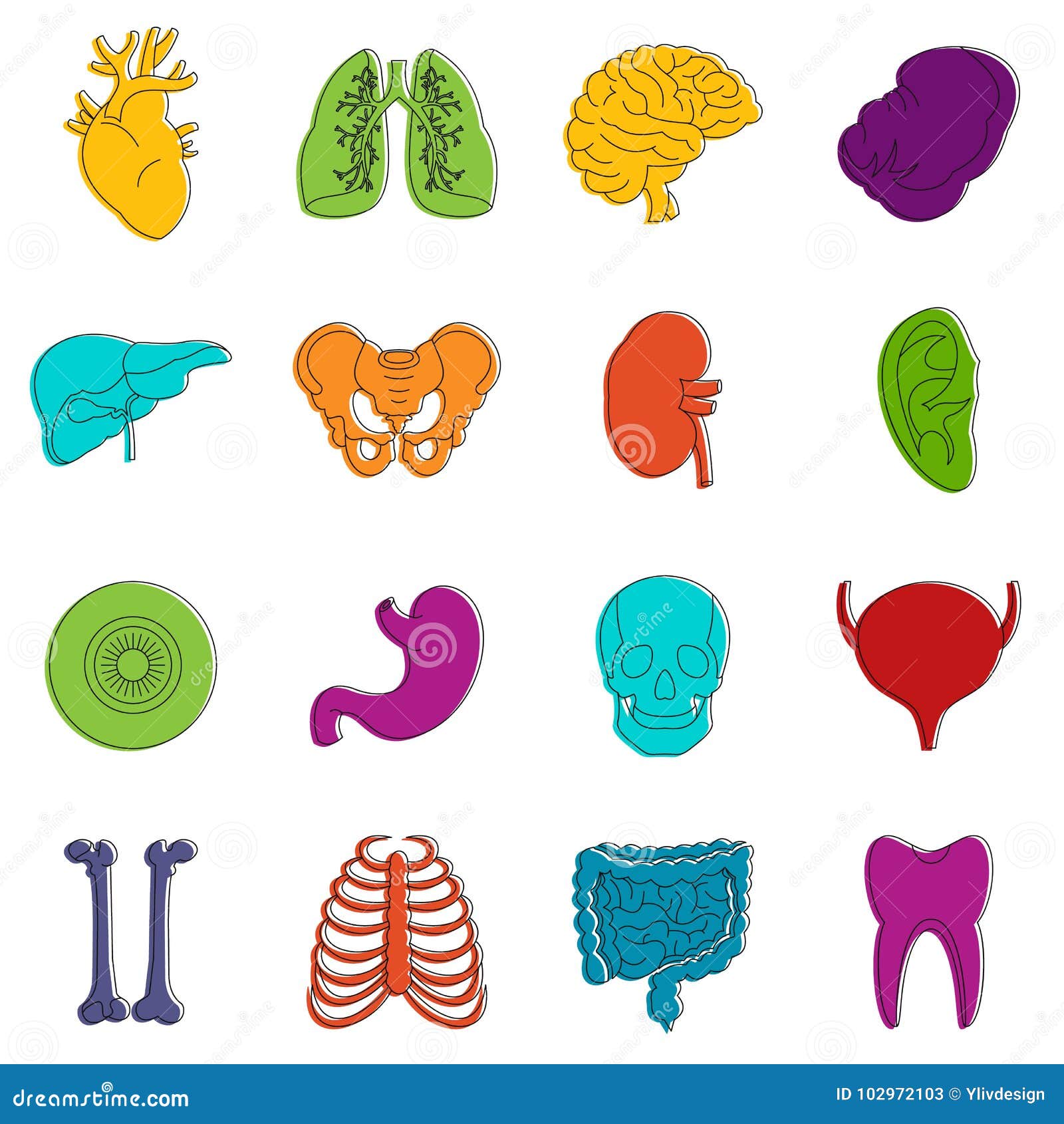 Human Organs Icons Doodle Set Stock Vector - Illustration of kidney ...