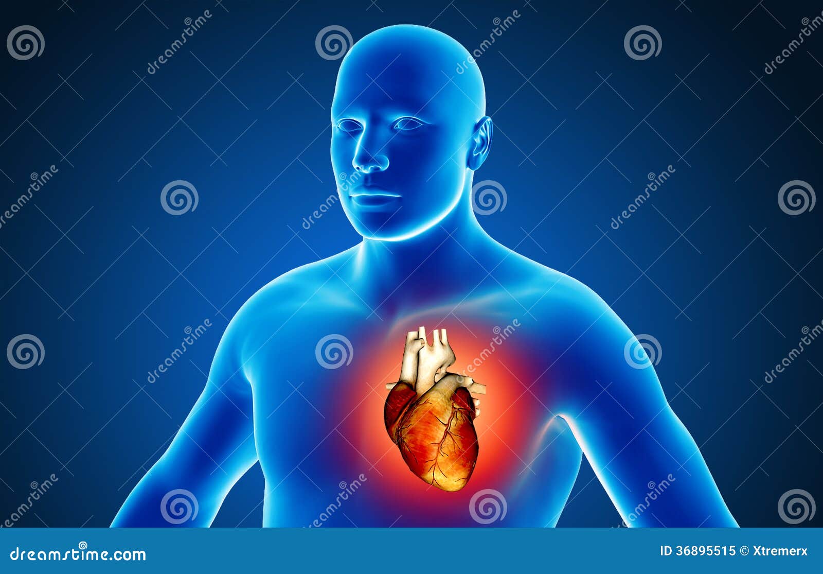 Human organs stock illustration. Illustration of biology - 36895515