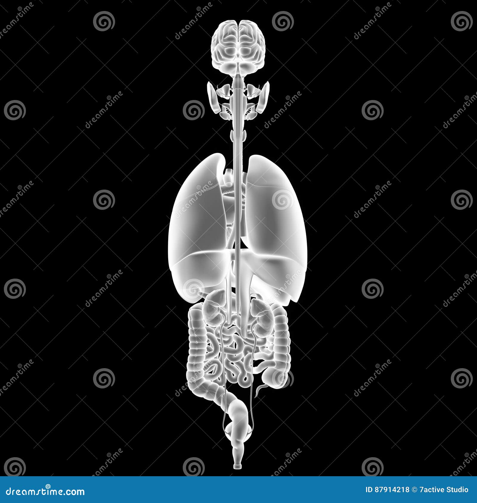 Human Organs Posterior View Royalty-Free Stock Image Biology Diagrams