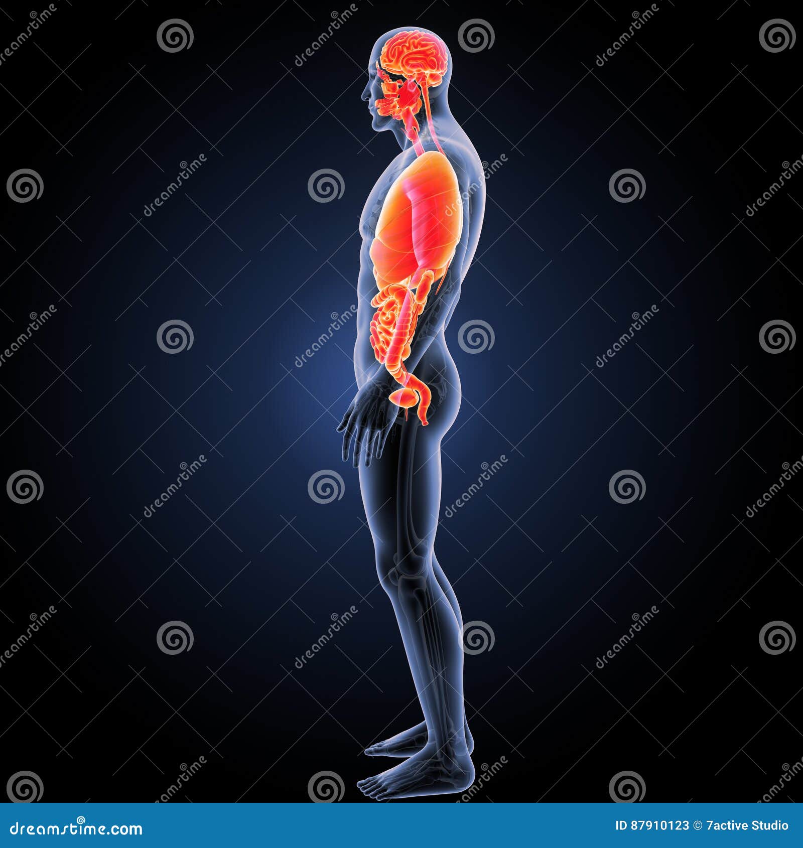 Human Organs with Skeleton Lateral View Stock Illustration Biology Diagrams