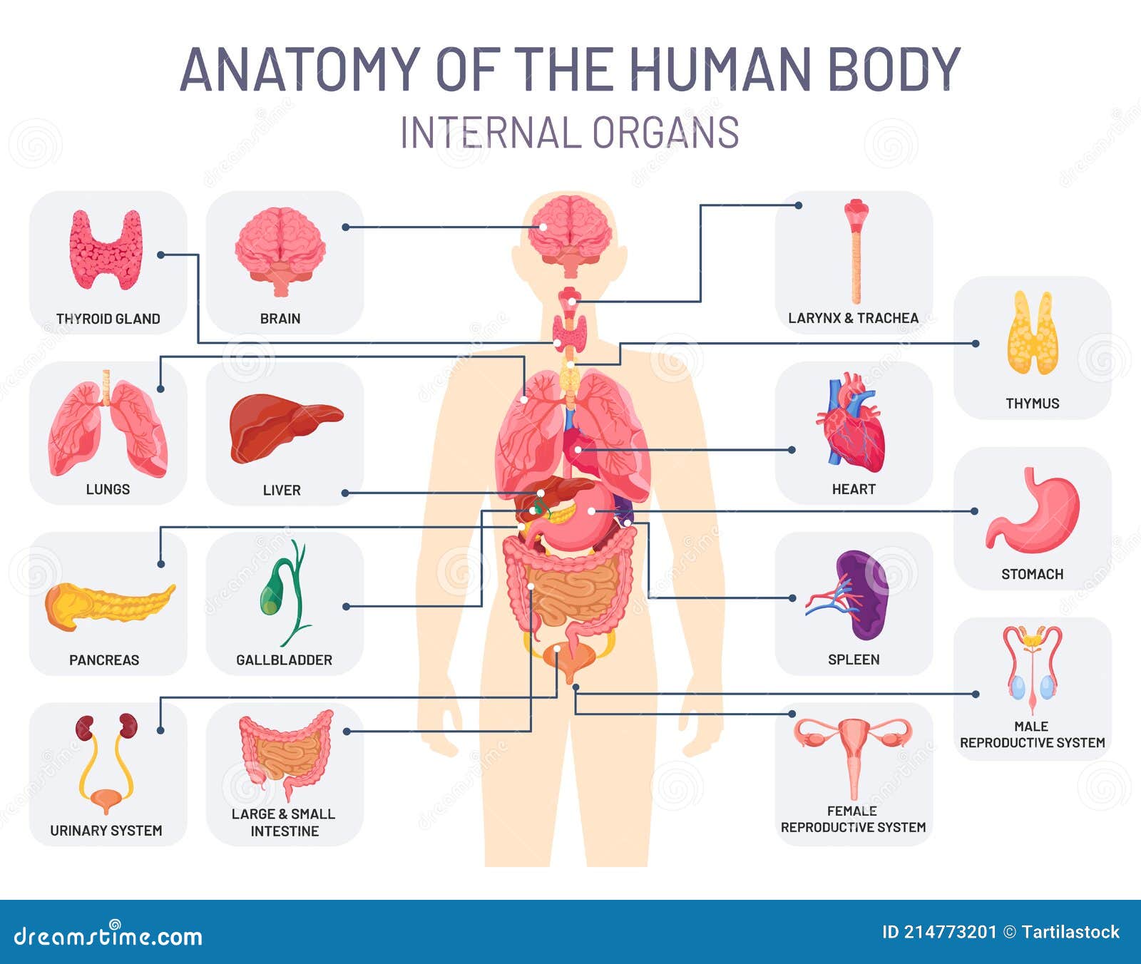 human organs system. medical body anatomy, man internal physiology parts. respiratory, reproductive and digestive