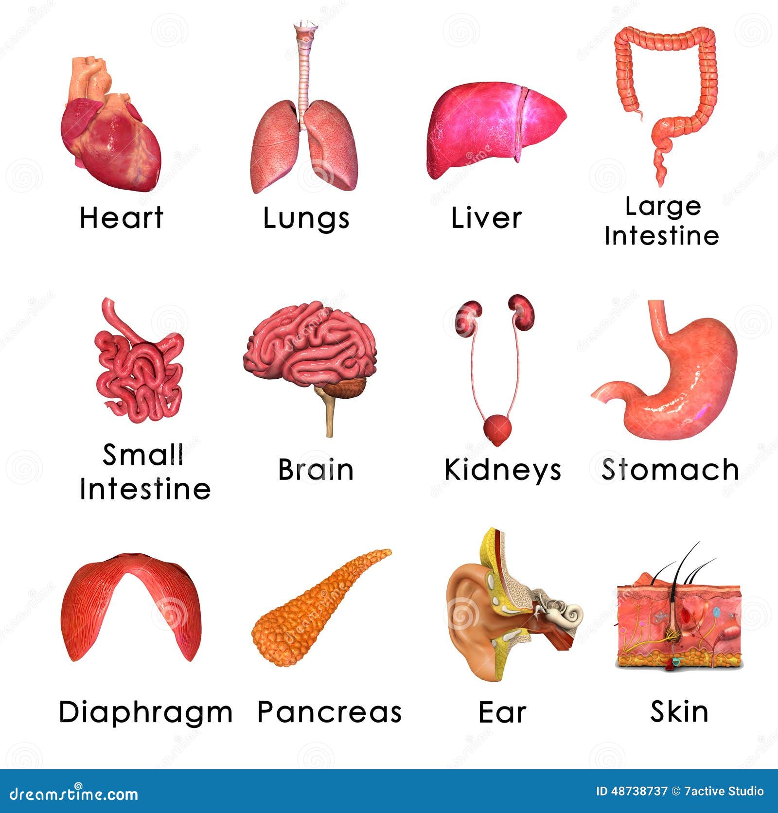 Organ System Of Human Body And Their Functions : Human Body Organ ...