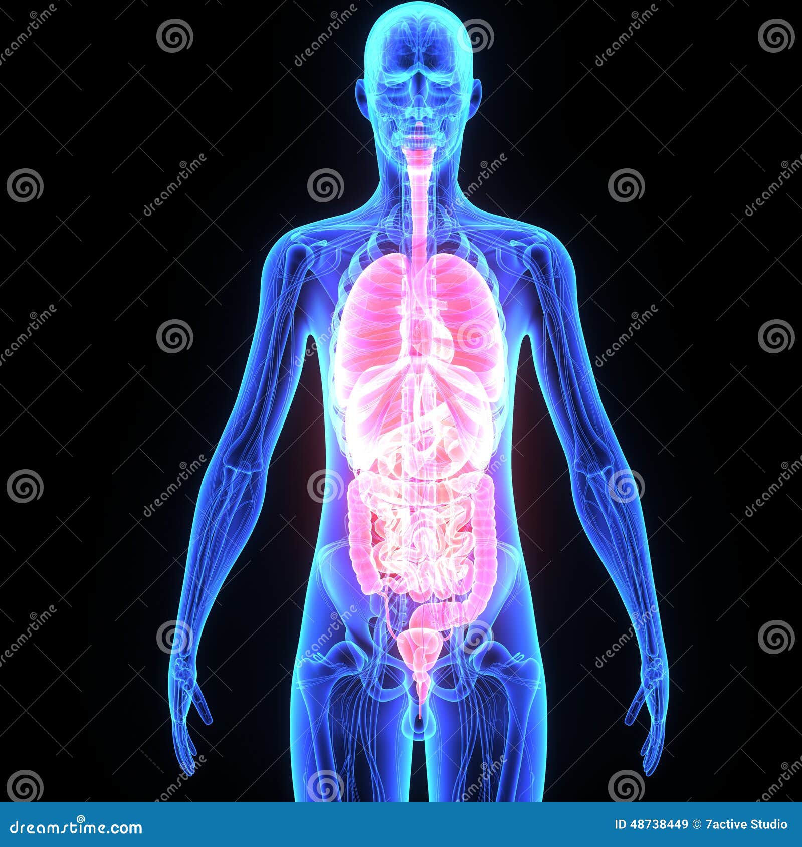 Human Organs Stock Illustration Illustration Of Liver