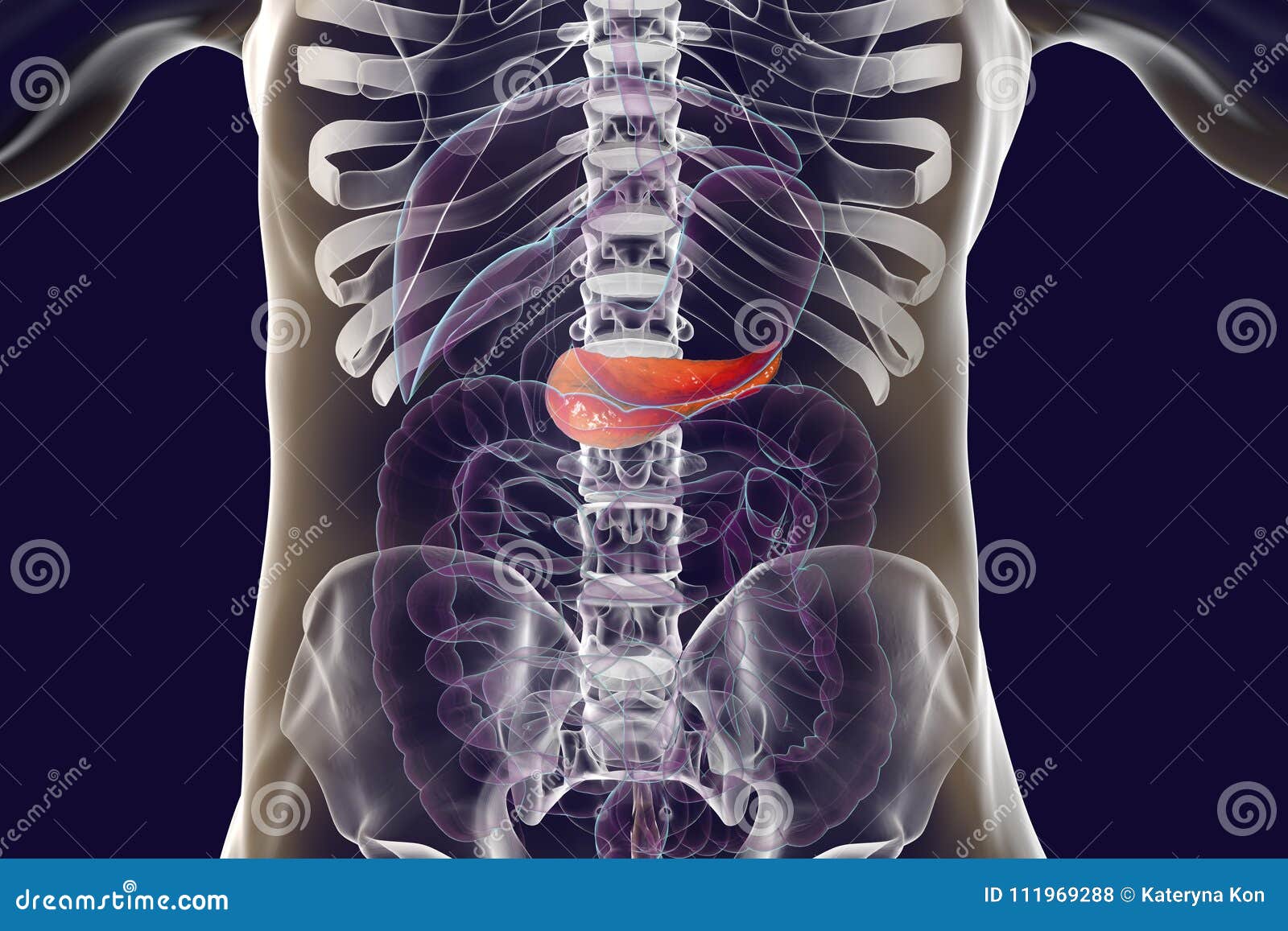 Human Pancreas Anatomy Stock Illustration. Illustration Of Hepatic ...