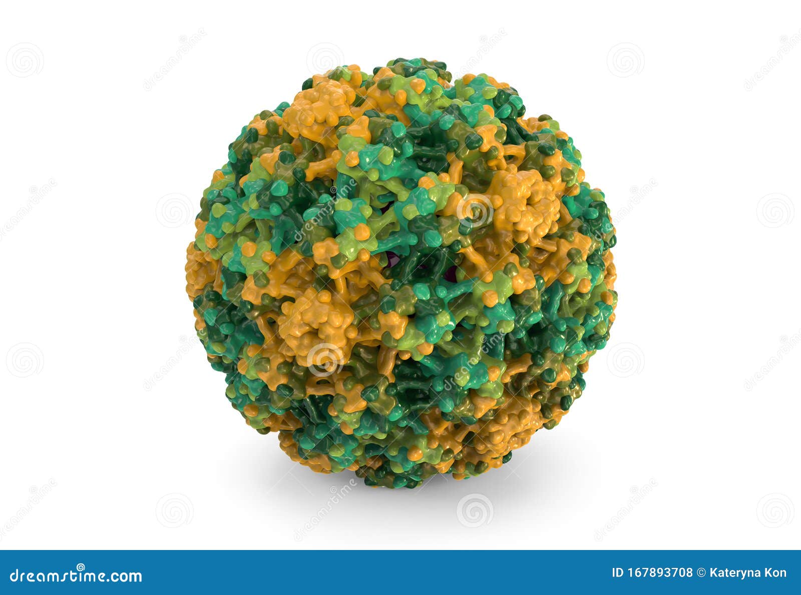 human papillomavirus molecular model