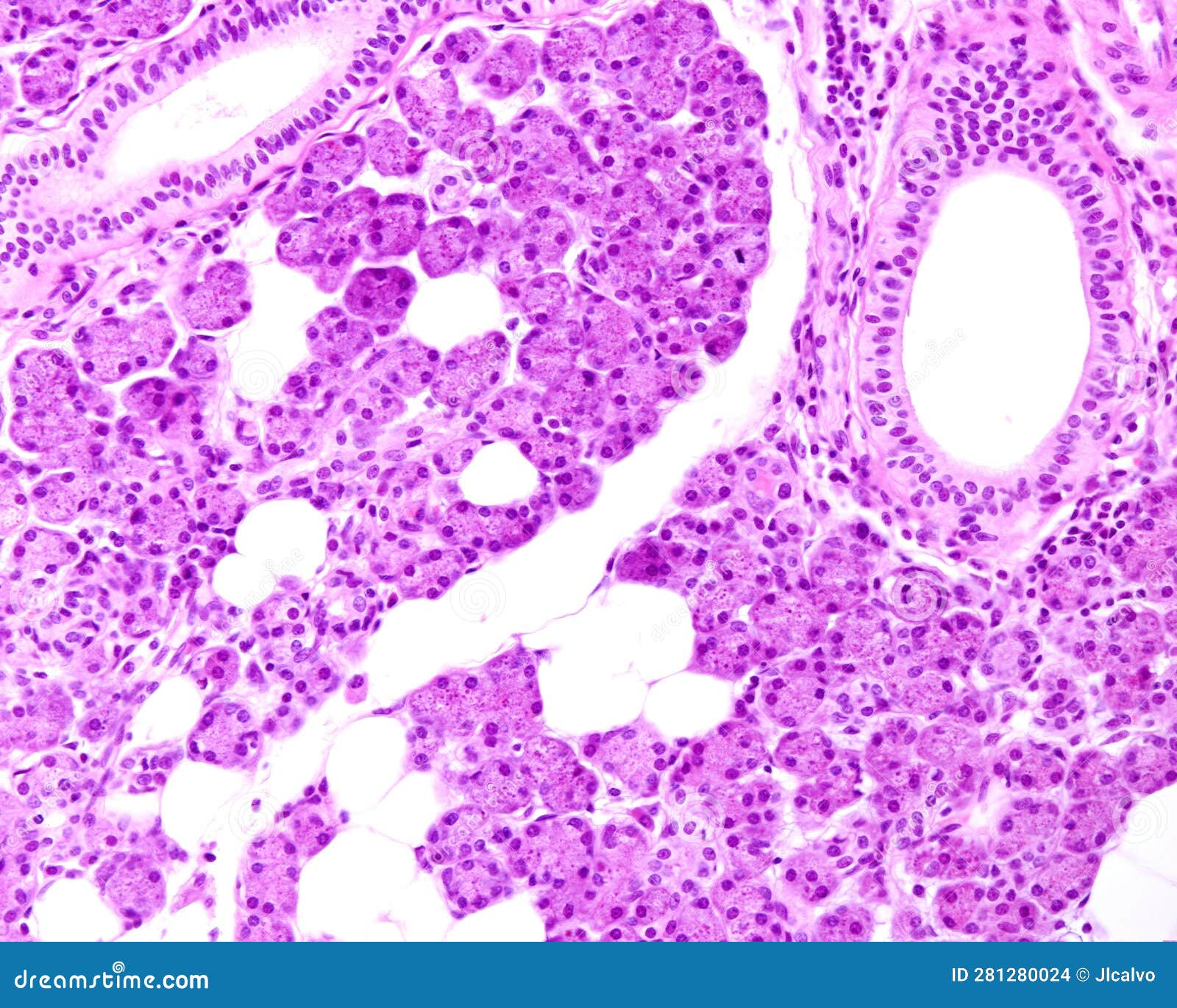 human parotid gland