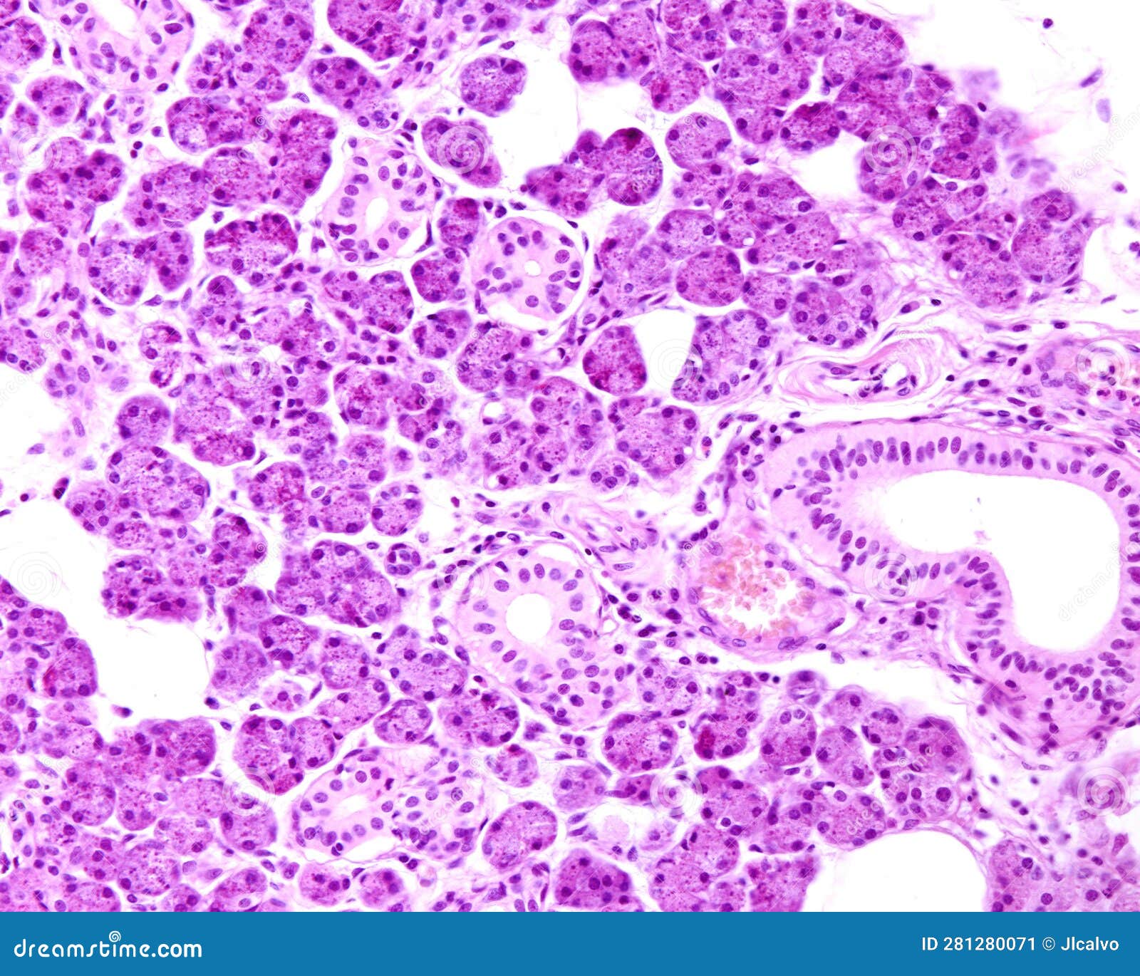 human parotid gland