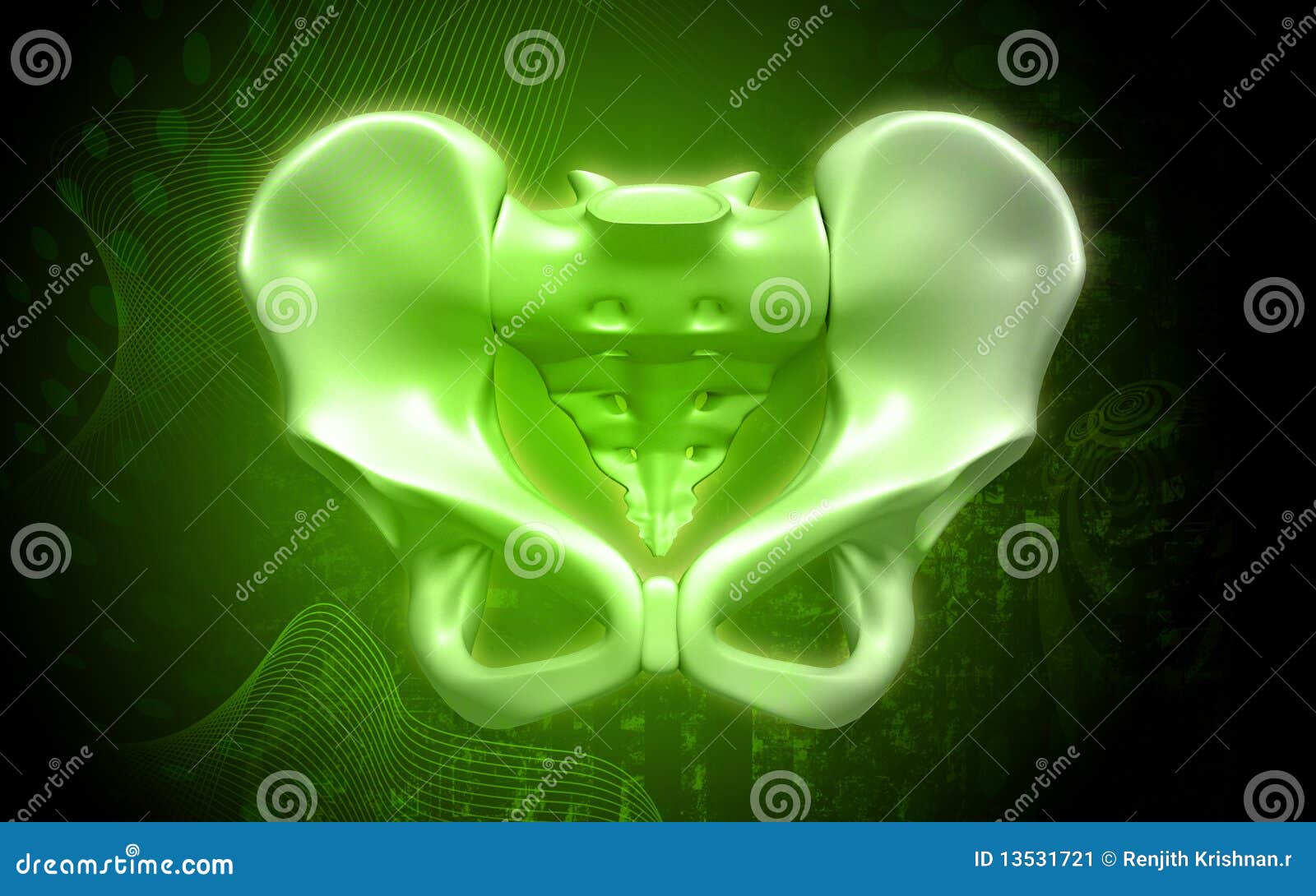 Human Pelvis RoyaltyFree Stock Image 16666090