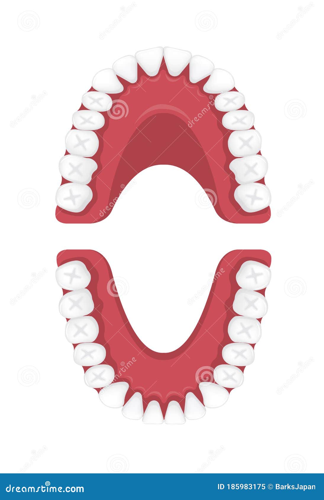 Human Permanent Teeth Chart Vector Illustration No Text Stock Vector Illustration Of Molar