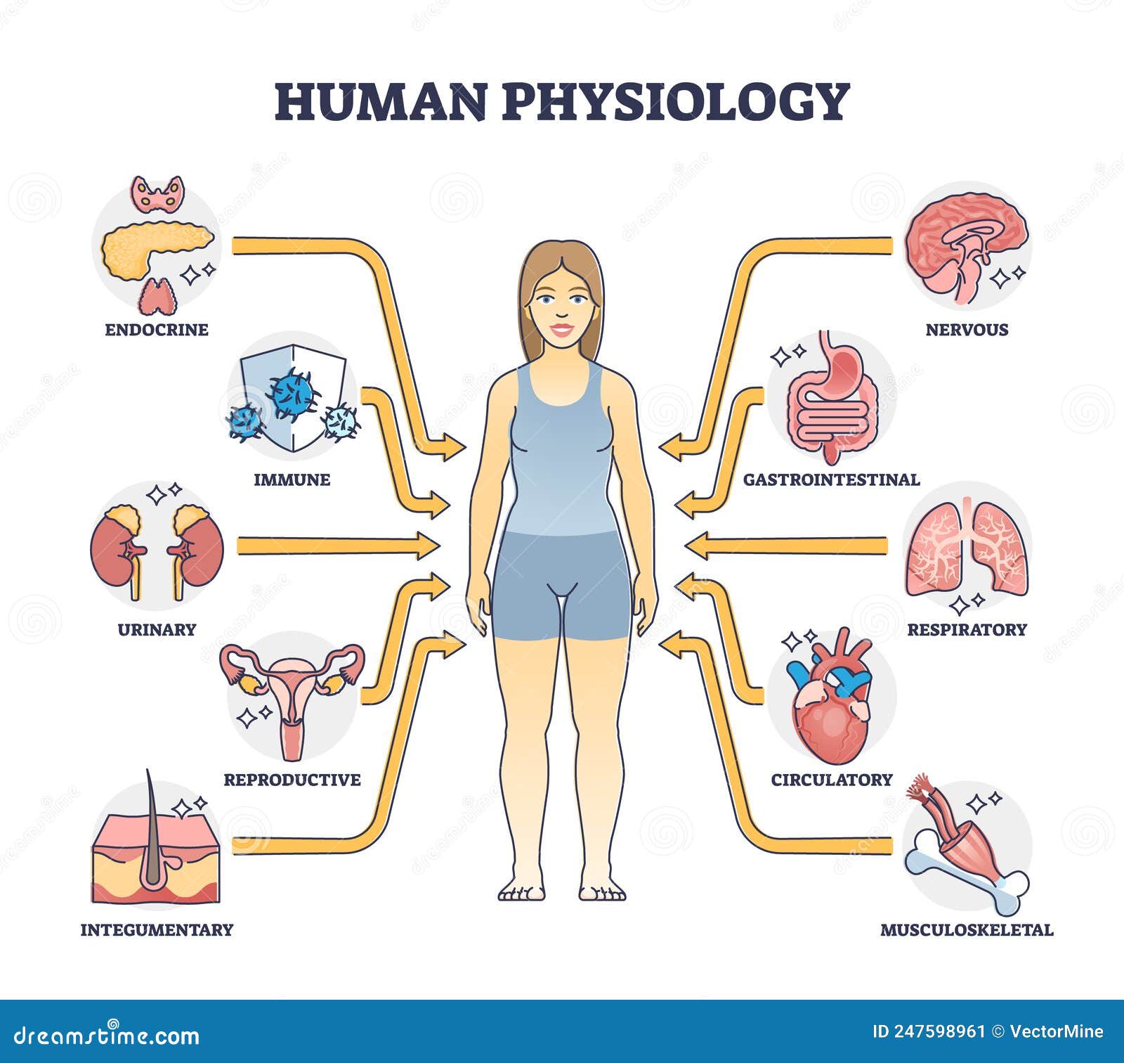 human physiology as body functions and organ health study outline diagram