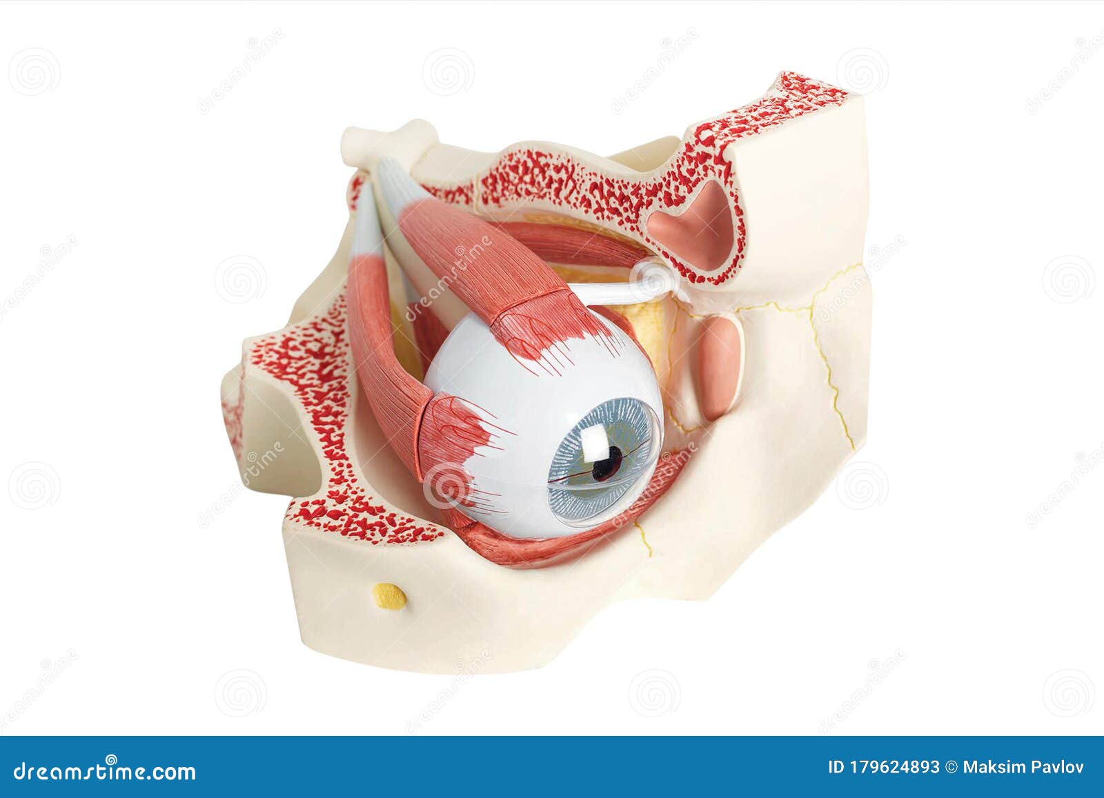 eye anatomy model