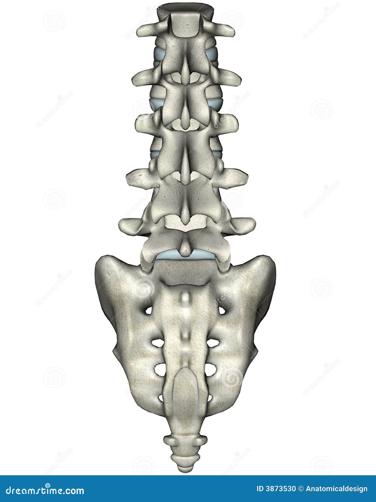 human posterior lumbosacral spine