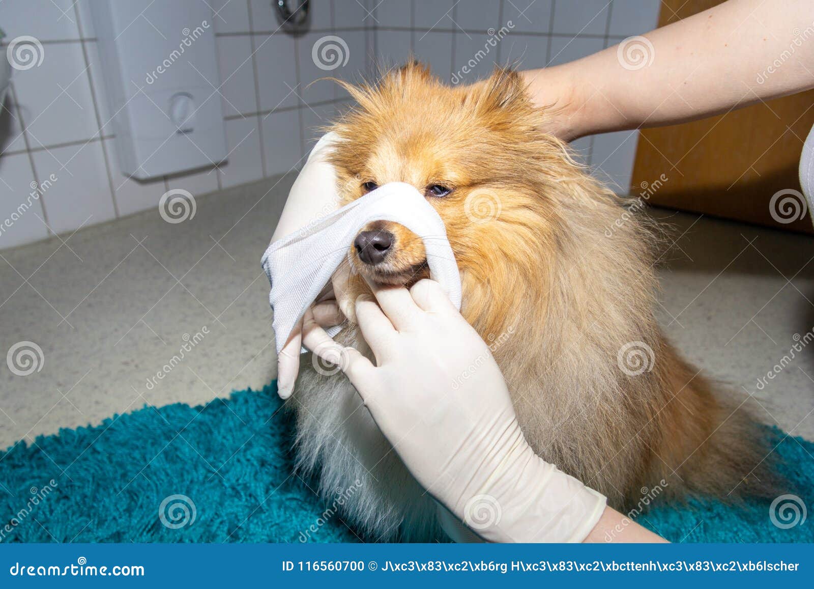 Human Puts a Bandage Around the Snout of a Dog Stock Photo Image of human, portrait 116560700