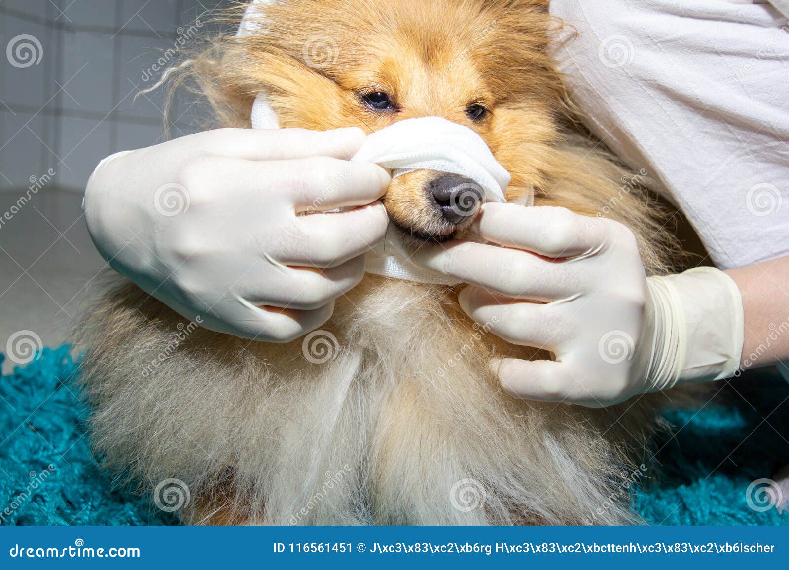 Human Puts a Bandage Around the Snout of a Dog Stock Image Image of closeup, head 116561451
