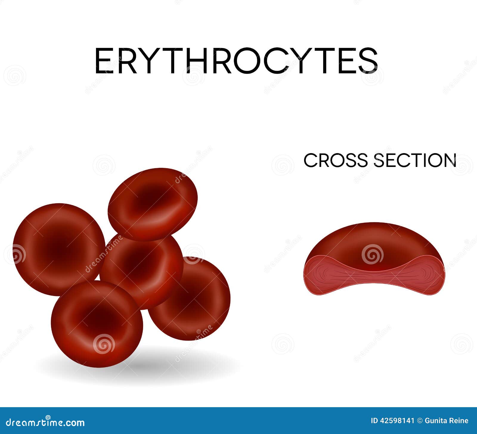Human Red Blood Cells Erythrocytes Stock Vector - Image: 42598141