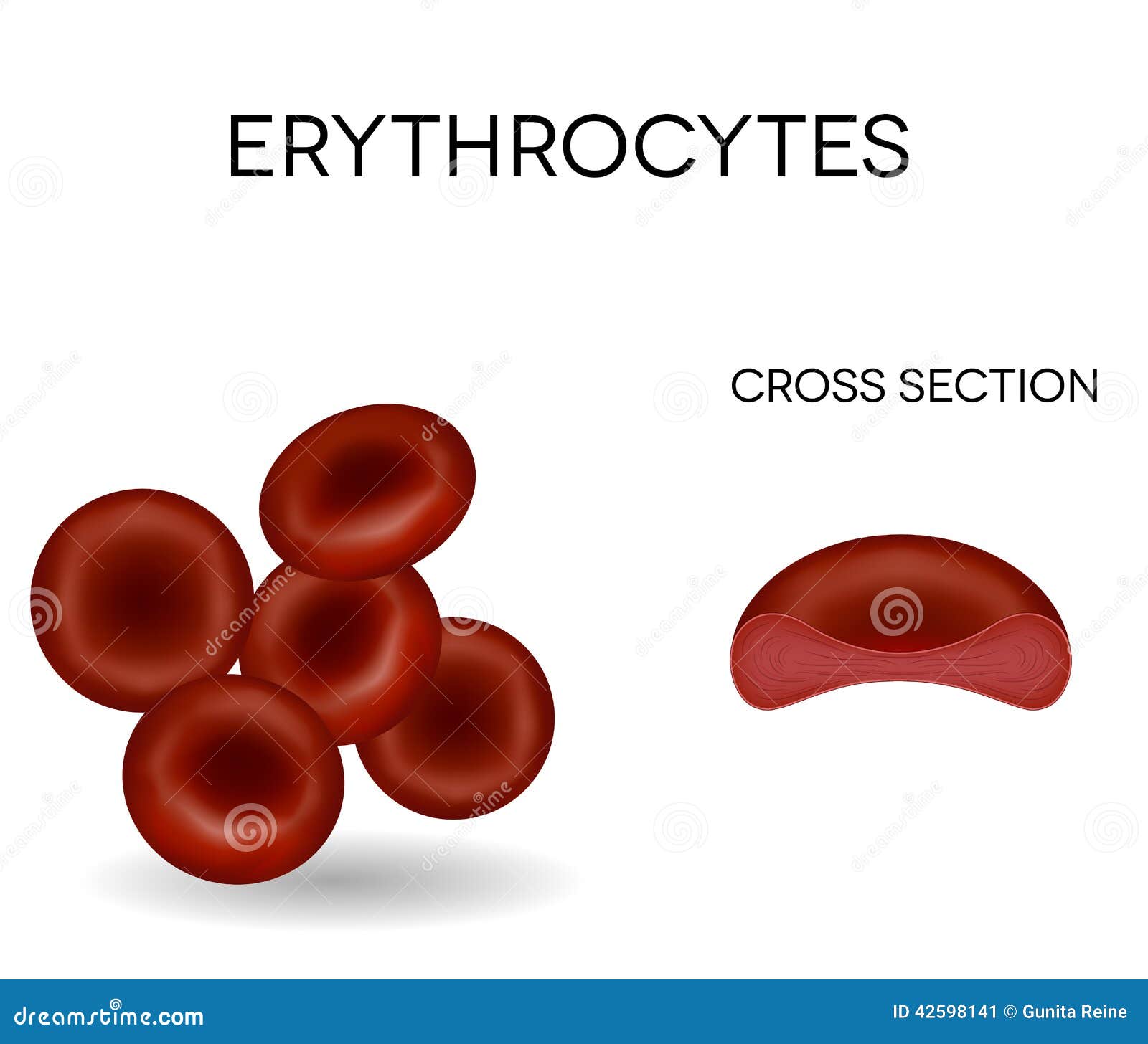Рисунок эритроцита