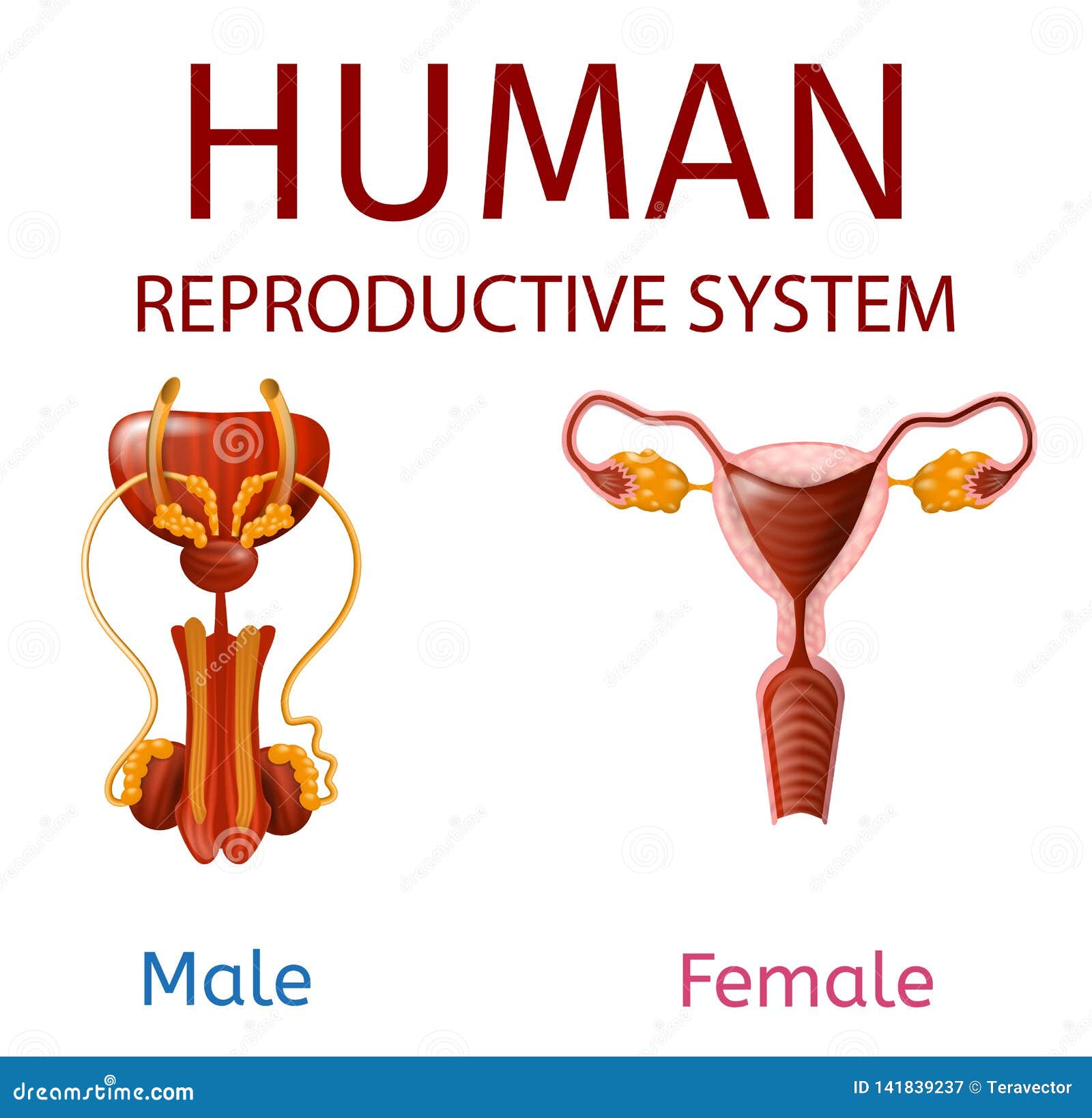 Male Reproductive System Human Internal Organ Anatomy Vector 