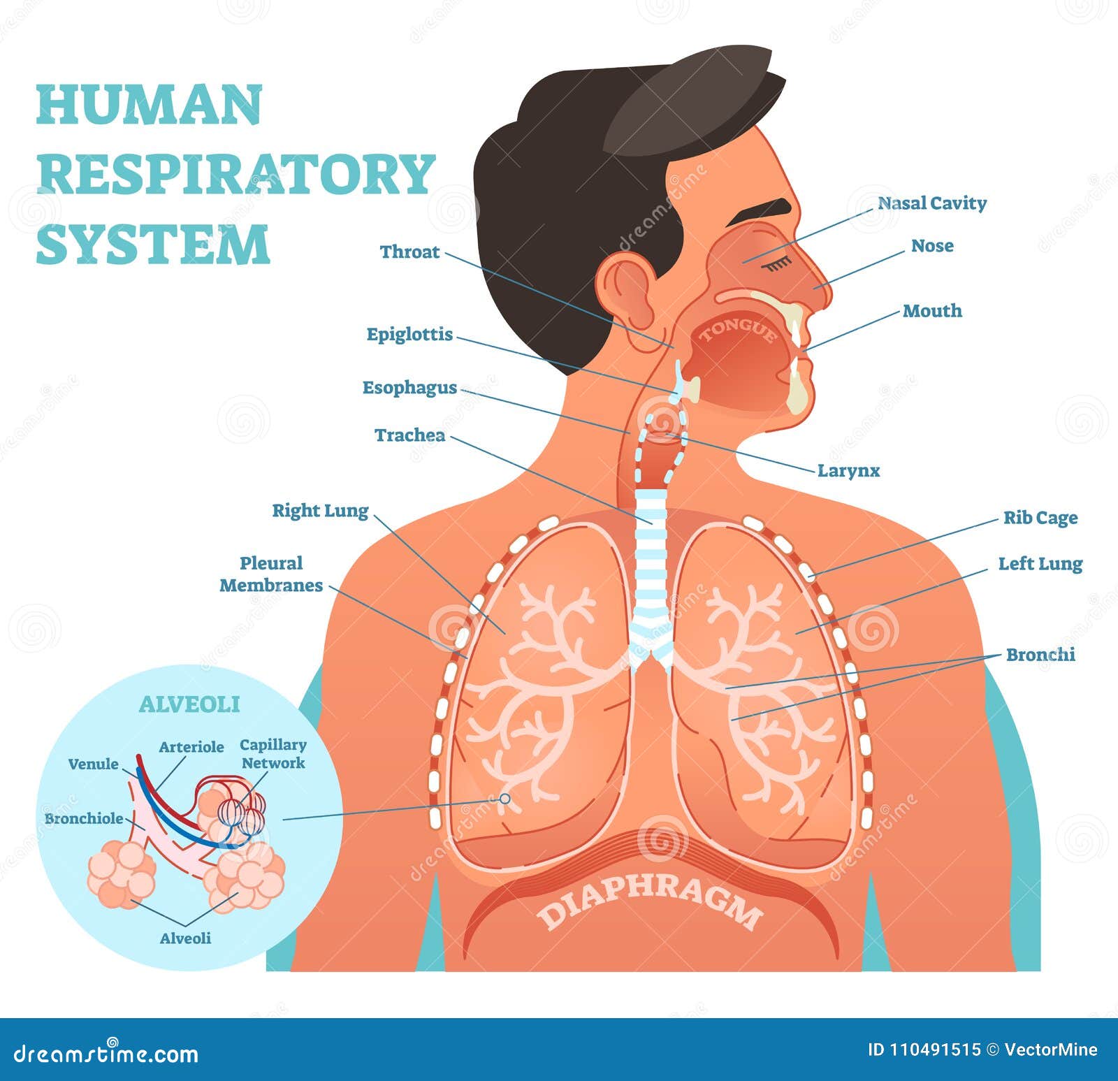 Respiratory Cartoons, Illustrations & Vector Stock Images - 92992