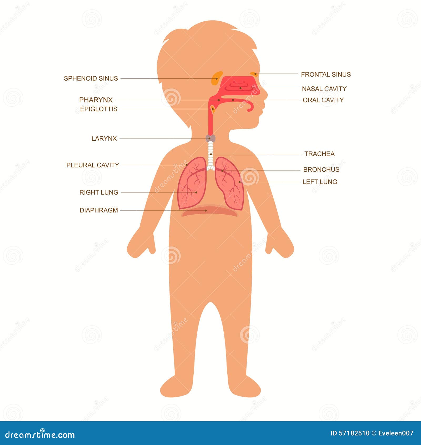 human respiratory system anatomy,