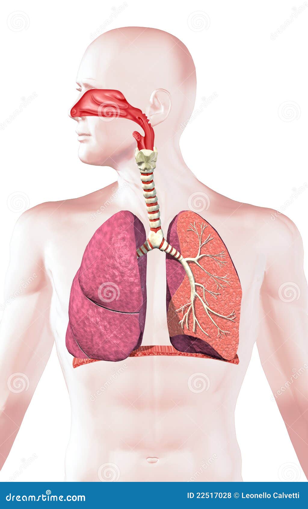 human respiratory system, cross section.