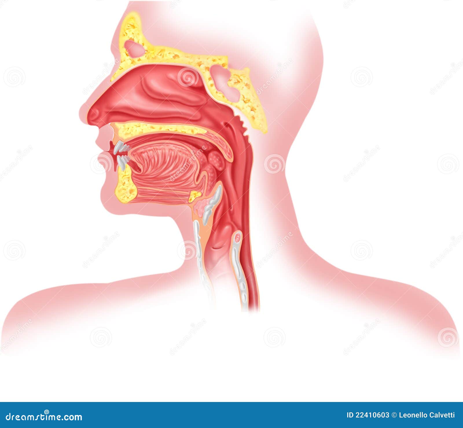 respiratory system diagram without labels