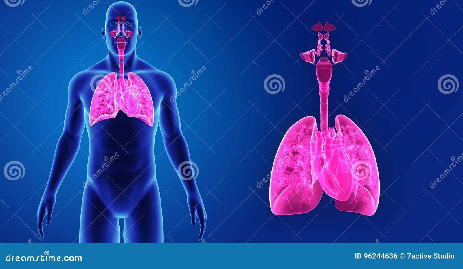 Human Respiratory System and Heart Zoom with Body Anterior View Stock  Illustration - Illustration of muscular, lungs: 96244636