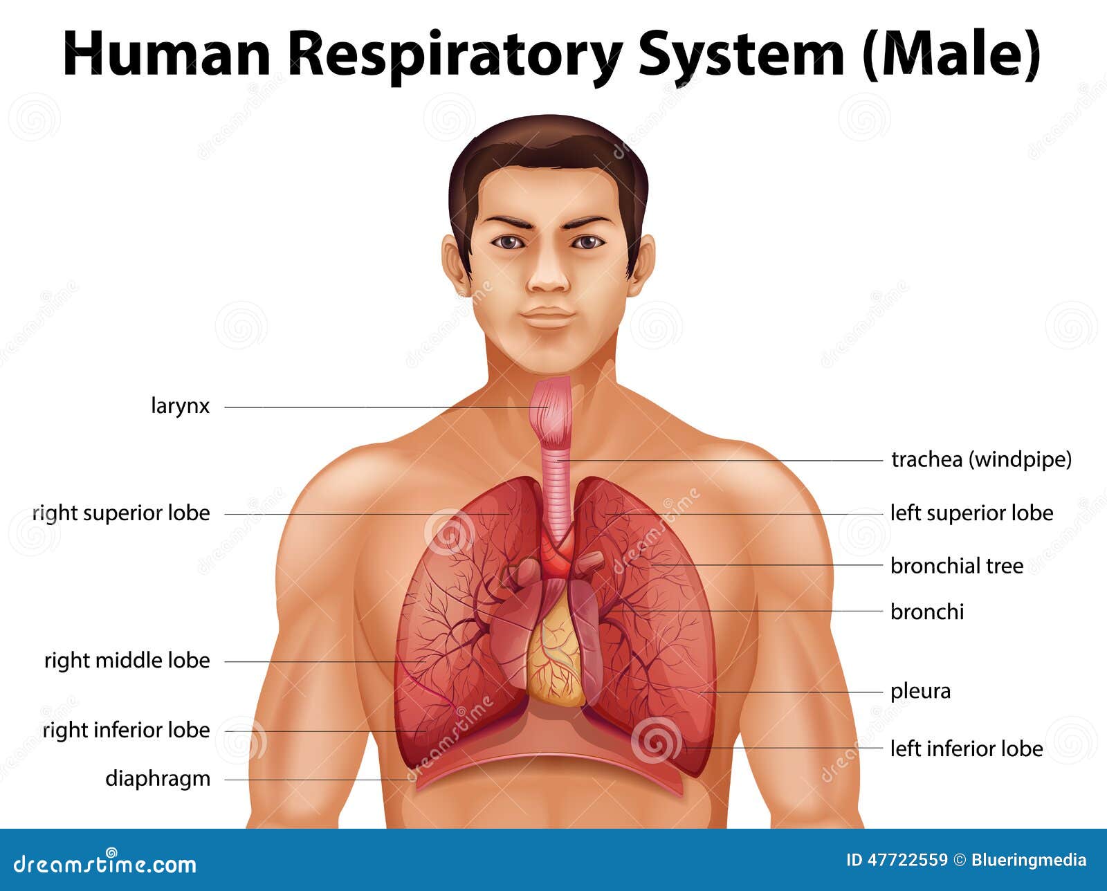 Human respiratory system stock vector. Illustration of biological