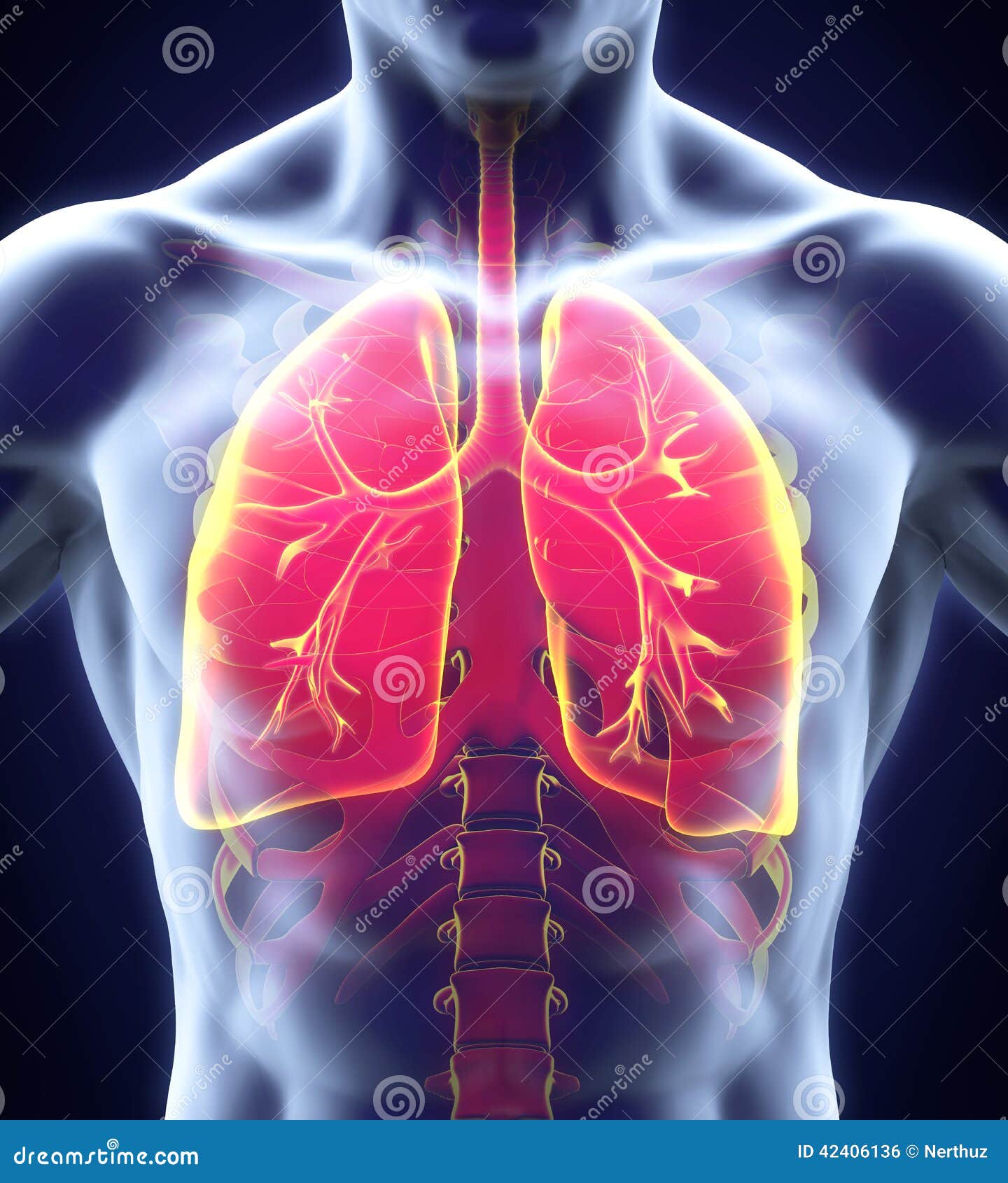 Human Respiratory System Stock Illustration - Image: 42406136 pneumonia patient diagram 