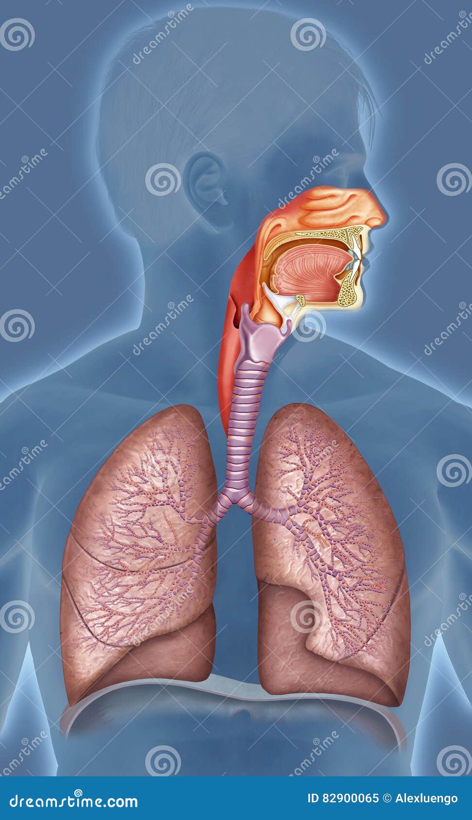 human respiratory system 