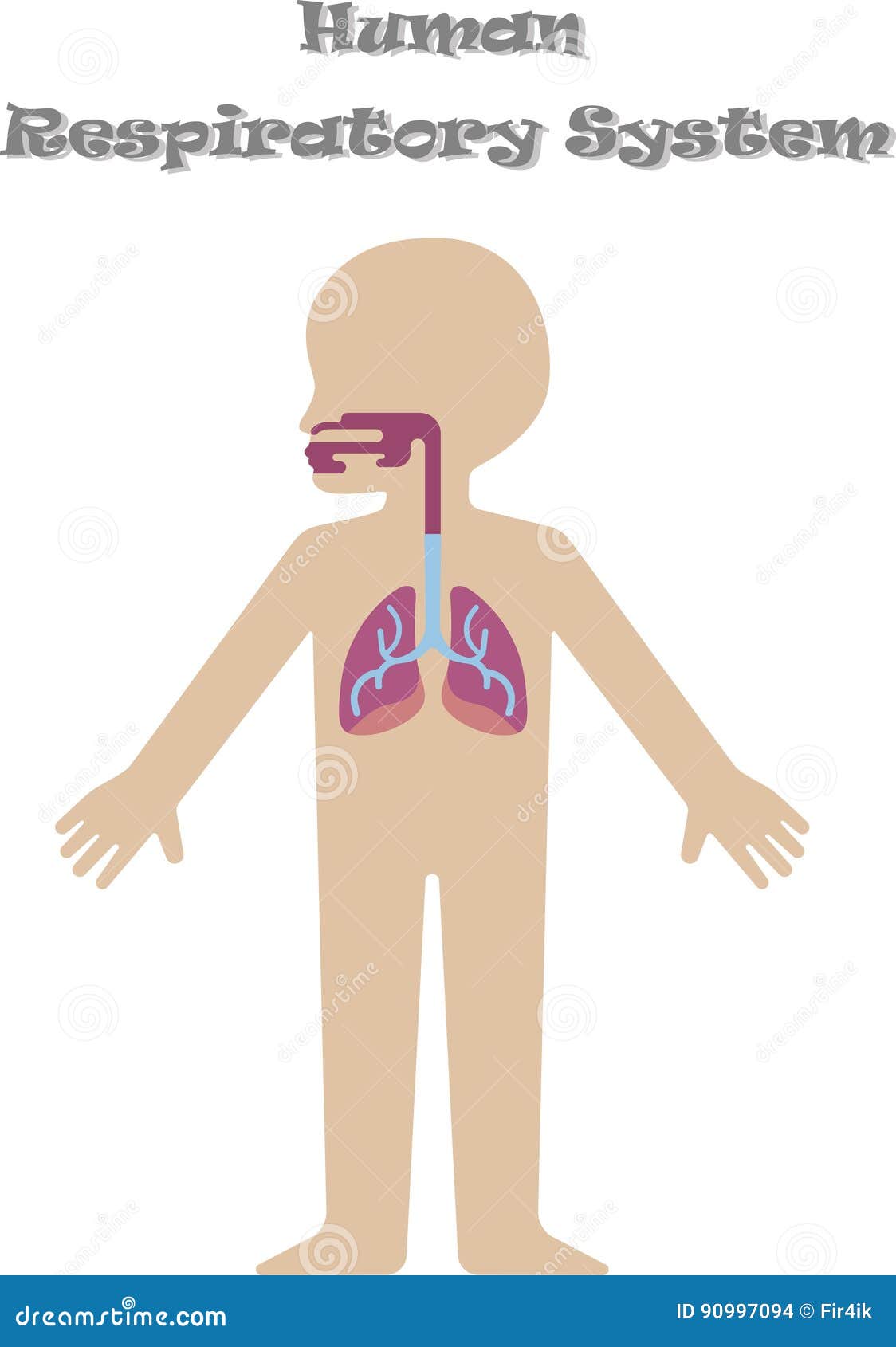 human respiratory system for kids