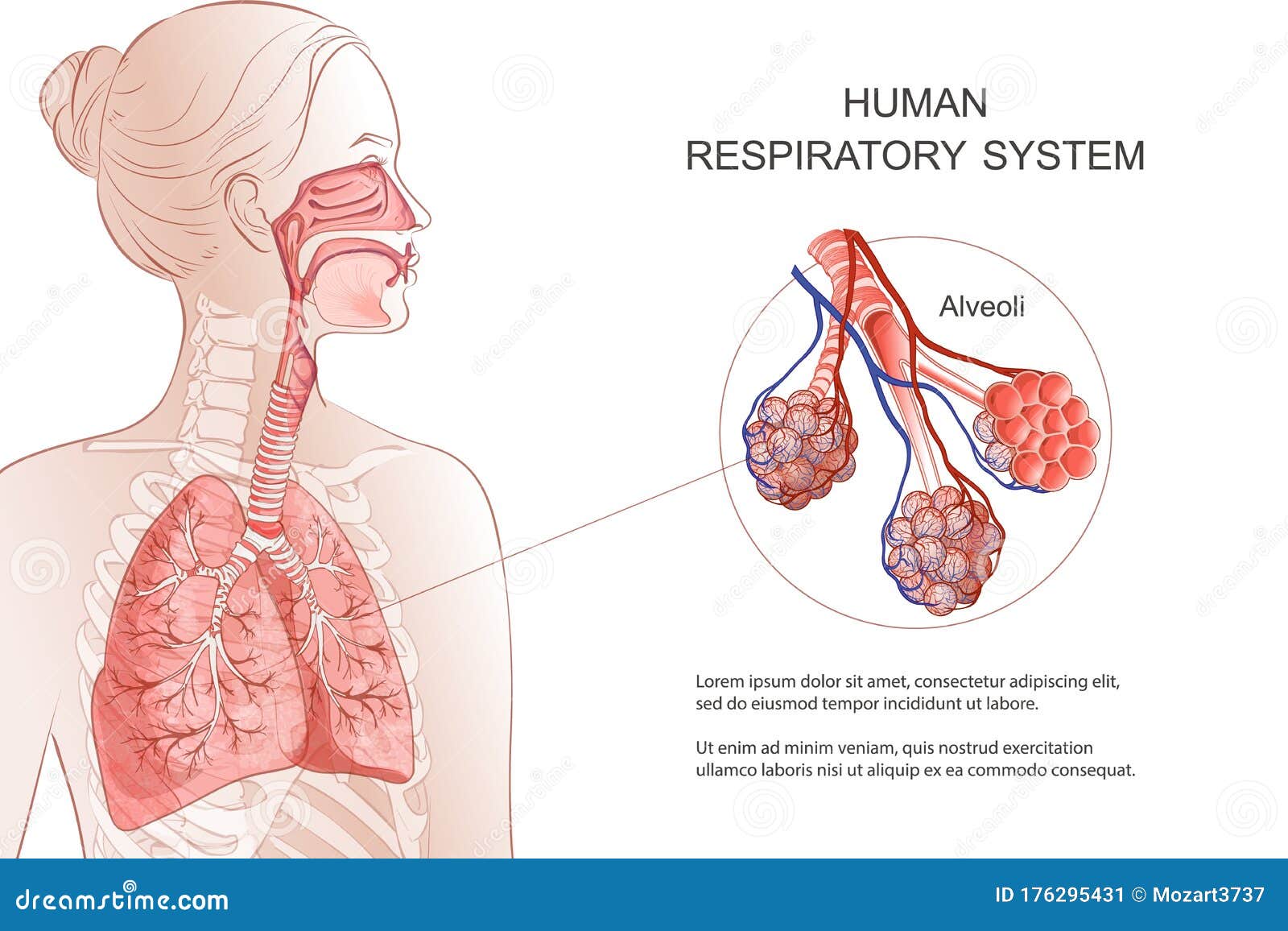human respiratory system, lungs, alveoli.  anatomy .