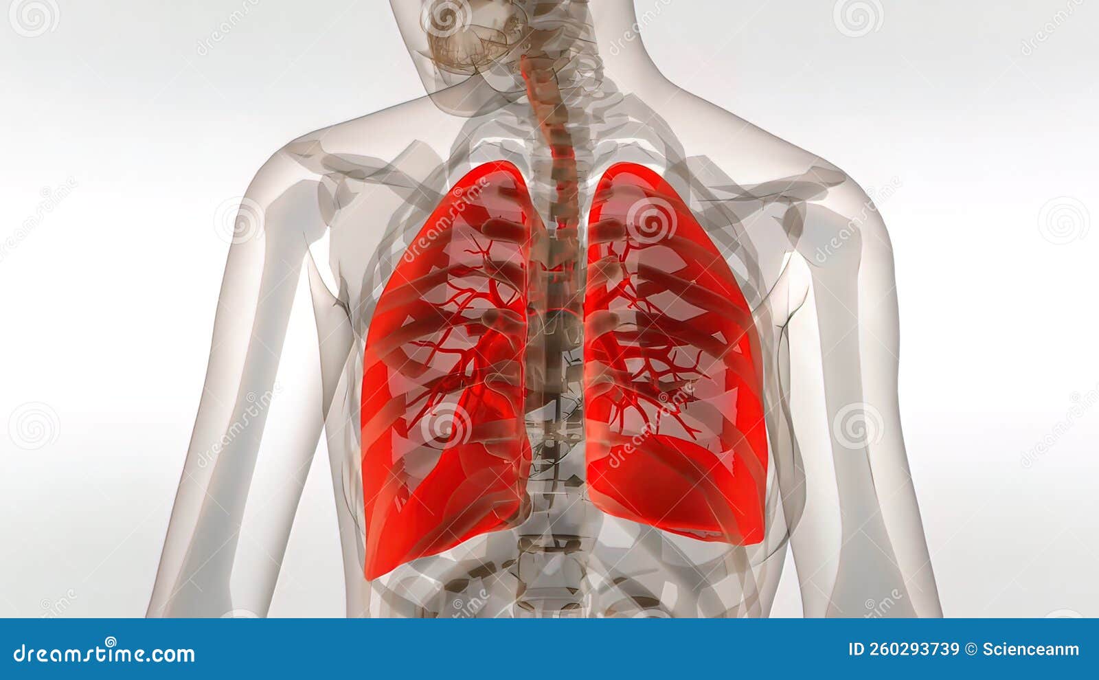 Human Respiratory System Lungs Anatomy Illustration Concept. 3D Stock ...