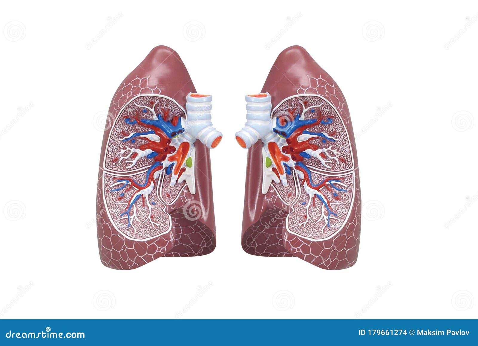 human respiratory system model is show lungs. human physical model for education of anatomy.3d render medical lung inner structure