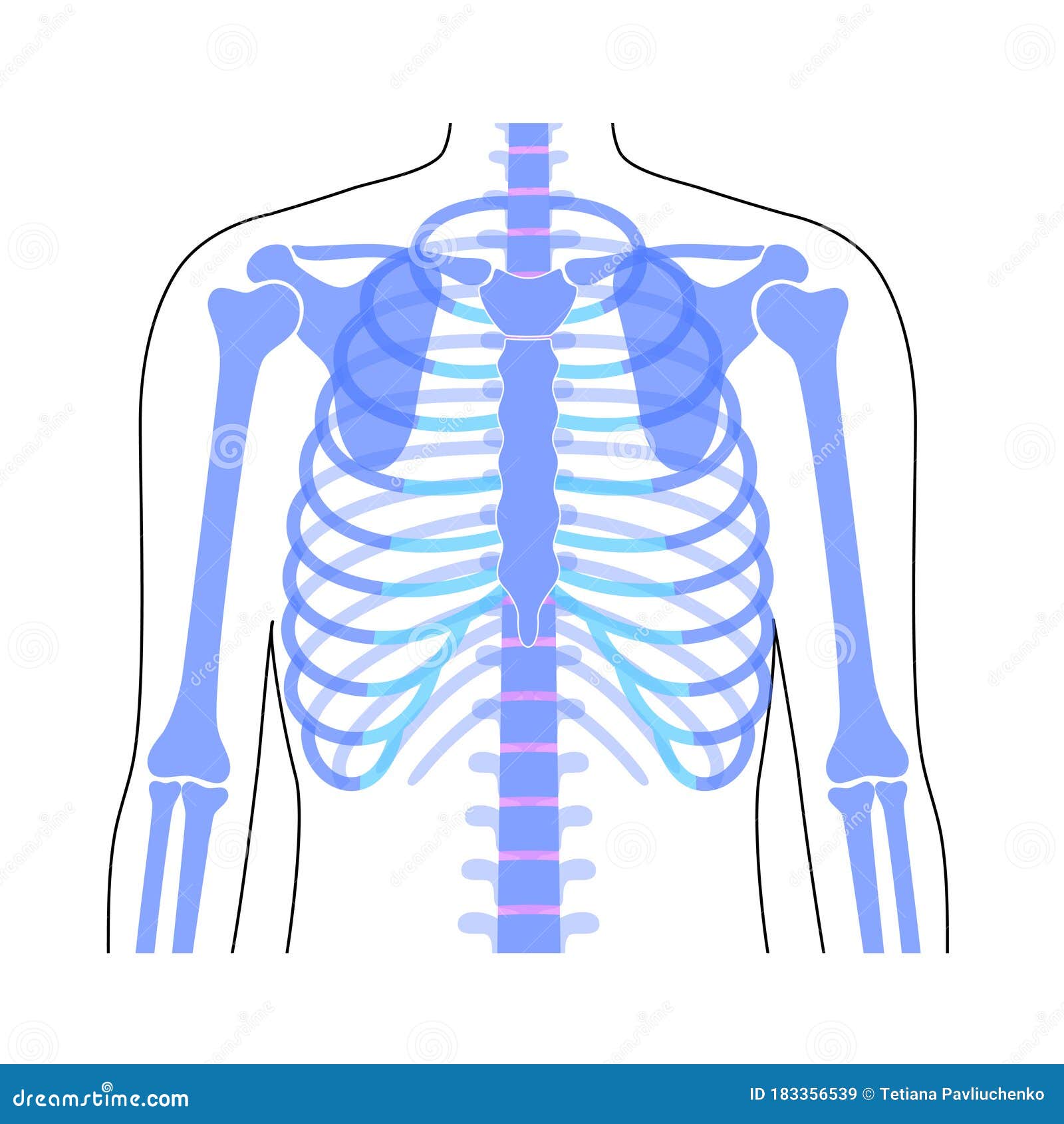 Human rib cage anatomy stock vector. Illustration of bone - 183356539