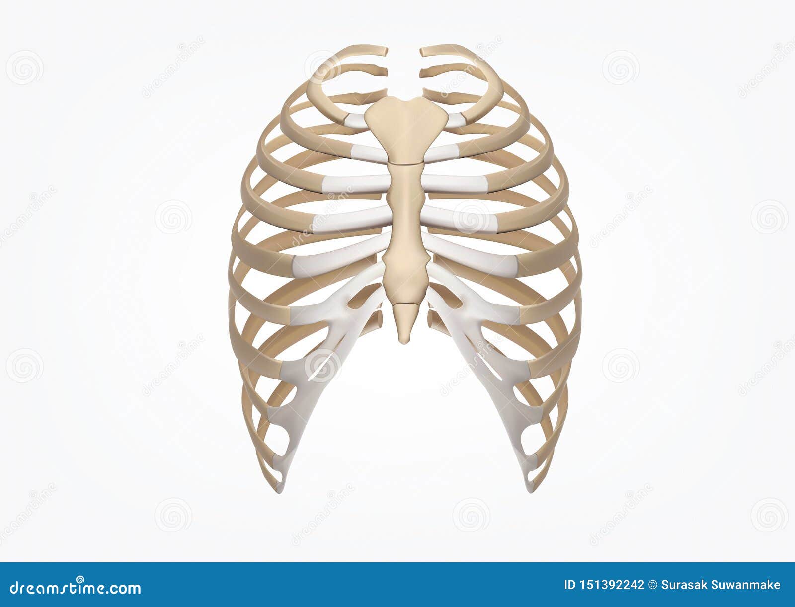 Human Rib 3d Illustration Of Human Skeleton Rib Cage Anatomy Front View Stock Illustration Illustration Of Joint Muscle 151392242