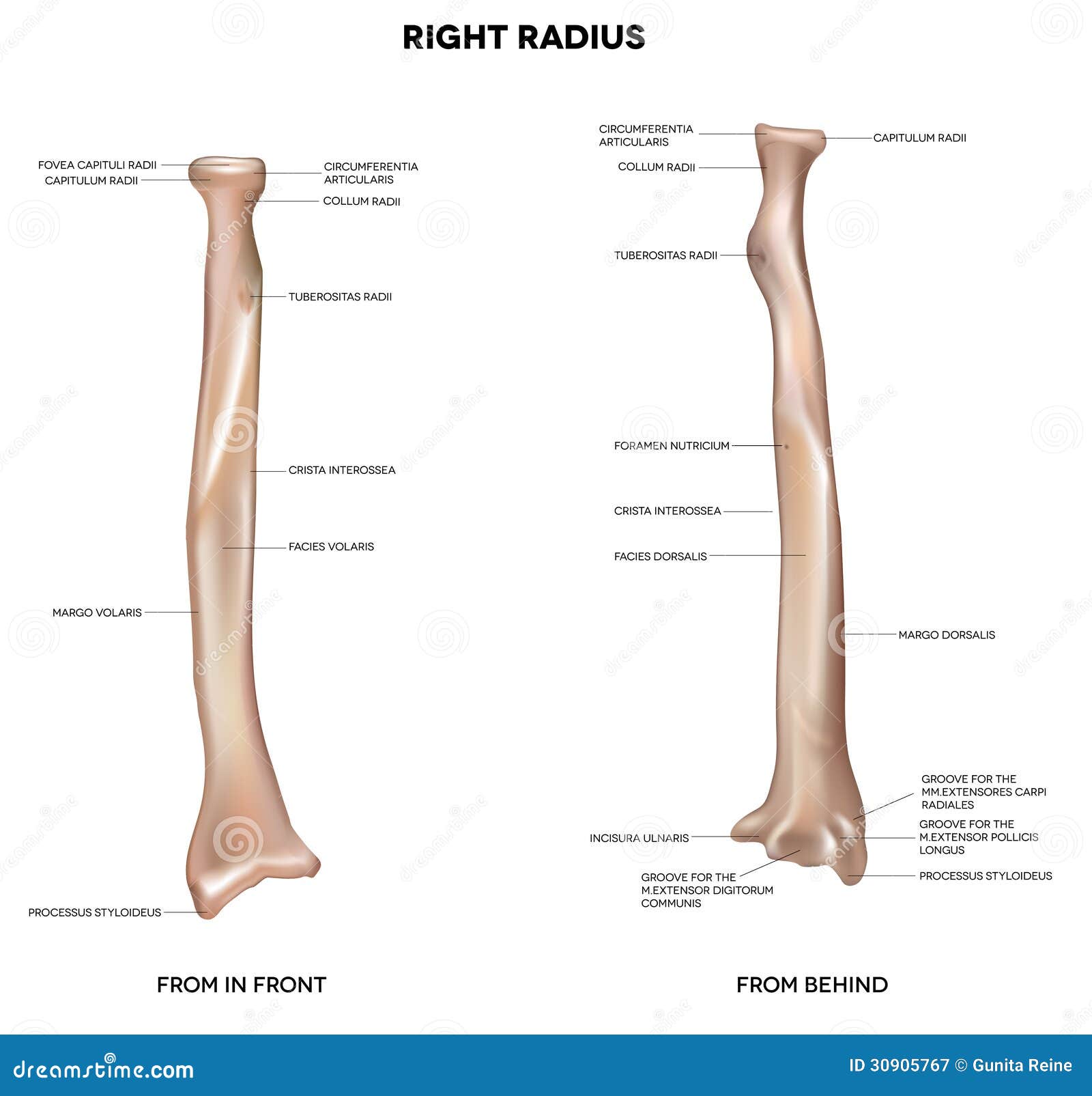 Human Right Radius, Bone Royalty Free Stock Photography - Image: 30905767