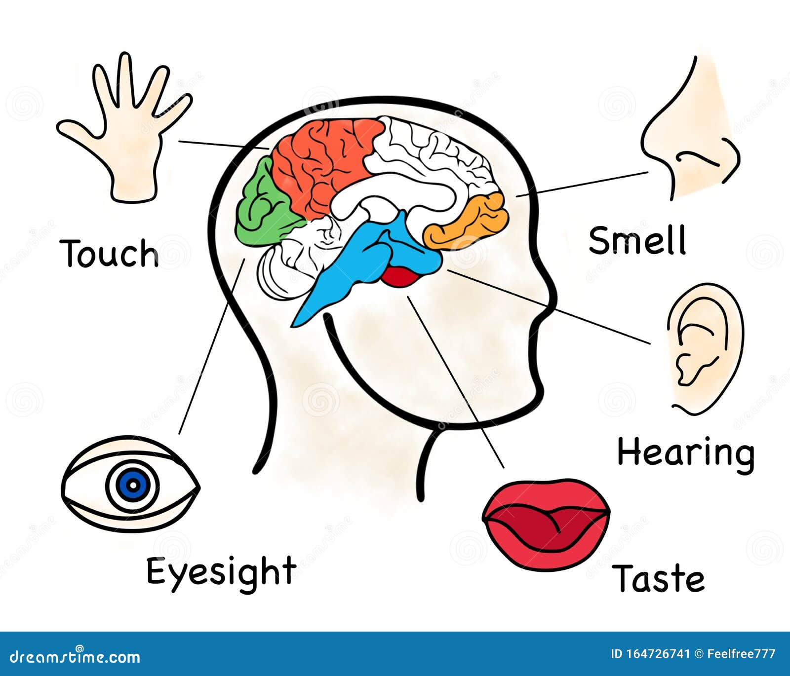Human Senses Five Infographics Picture Stock Vector Illustration Of