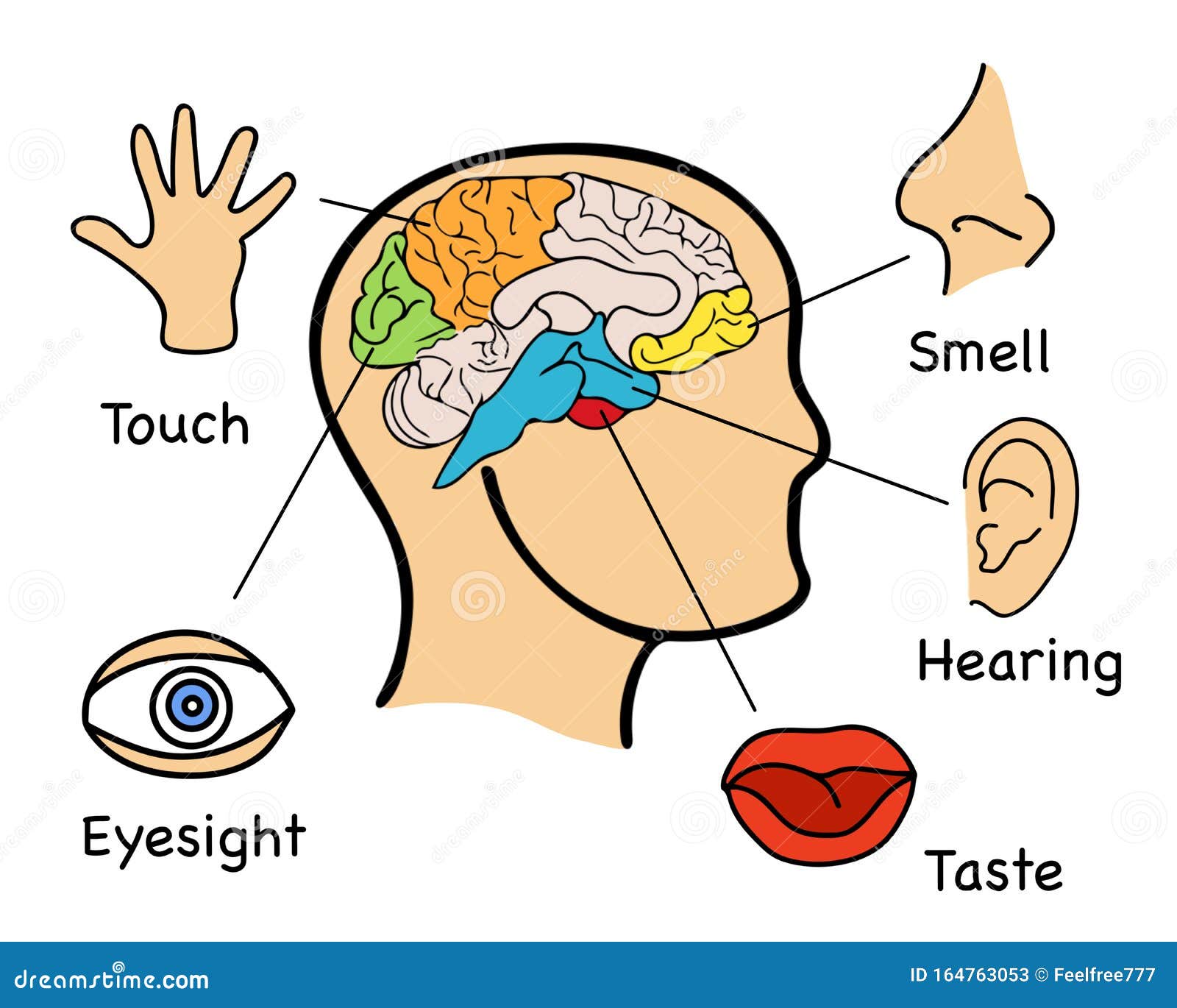 Human Senses Five Infographics Picture Stock Vector ...