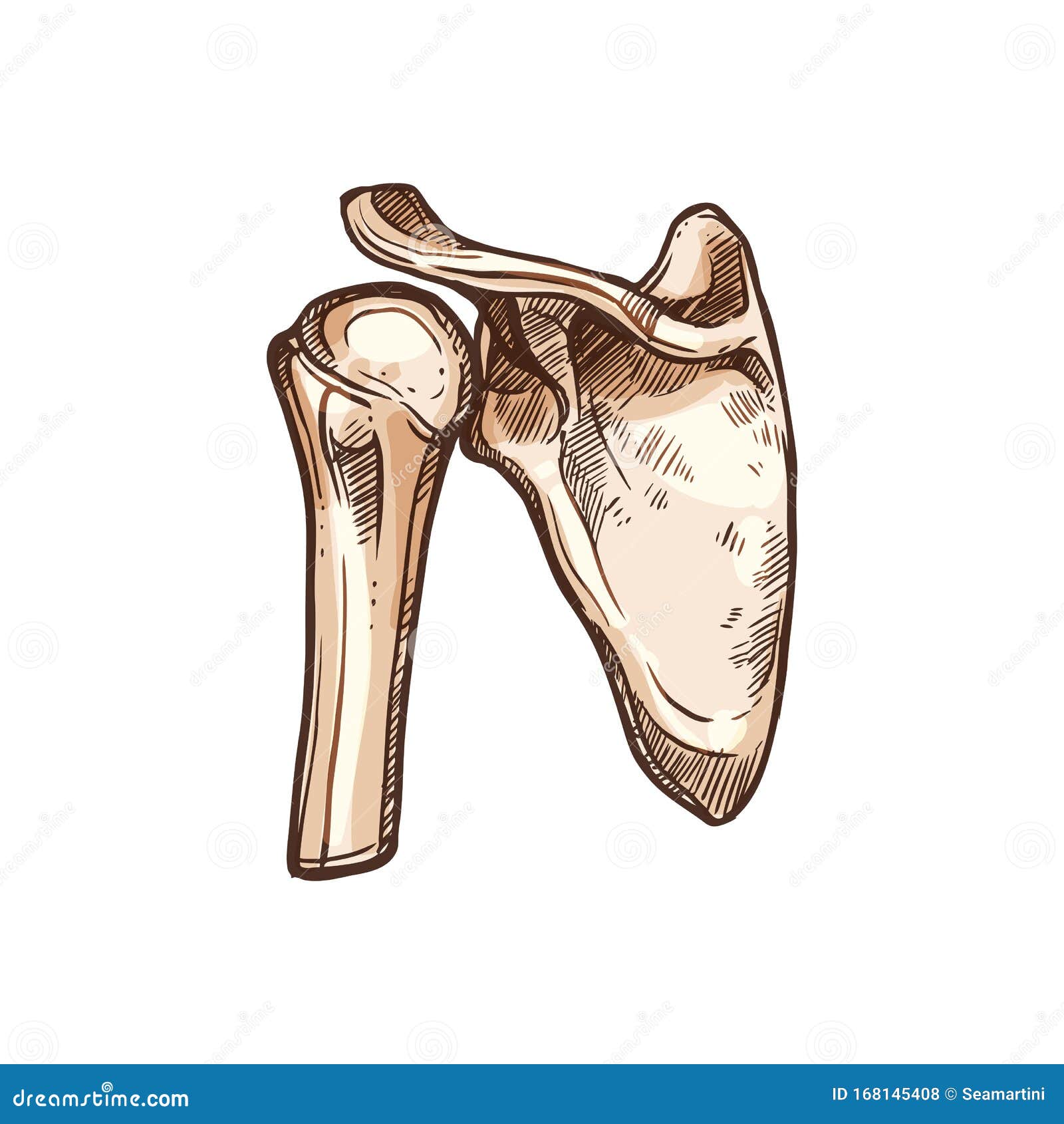 Human Shoulder Bones Scapula, Clavicle, Humerus Stock Vector - Illustration  of spine, scapula: 168145408
