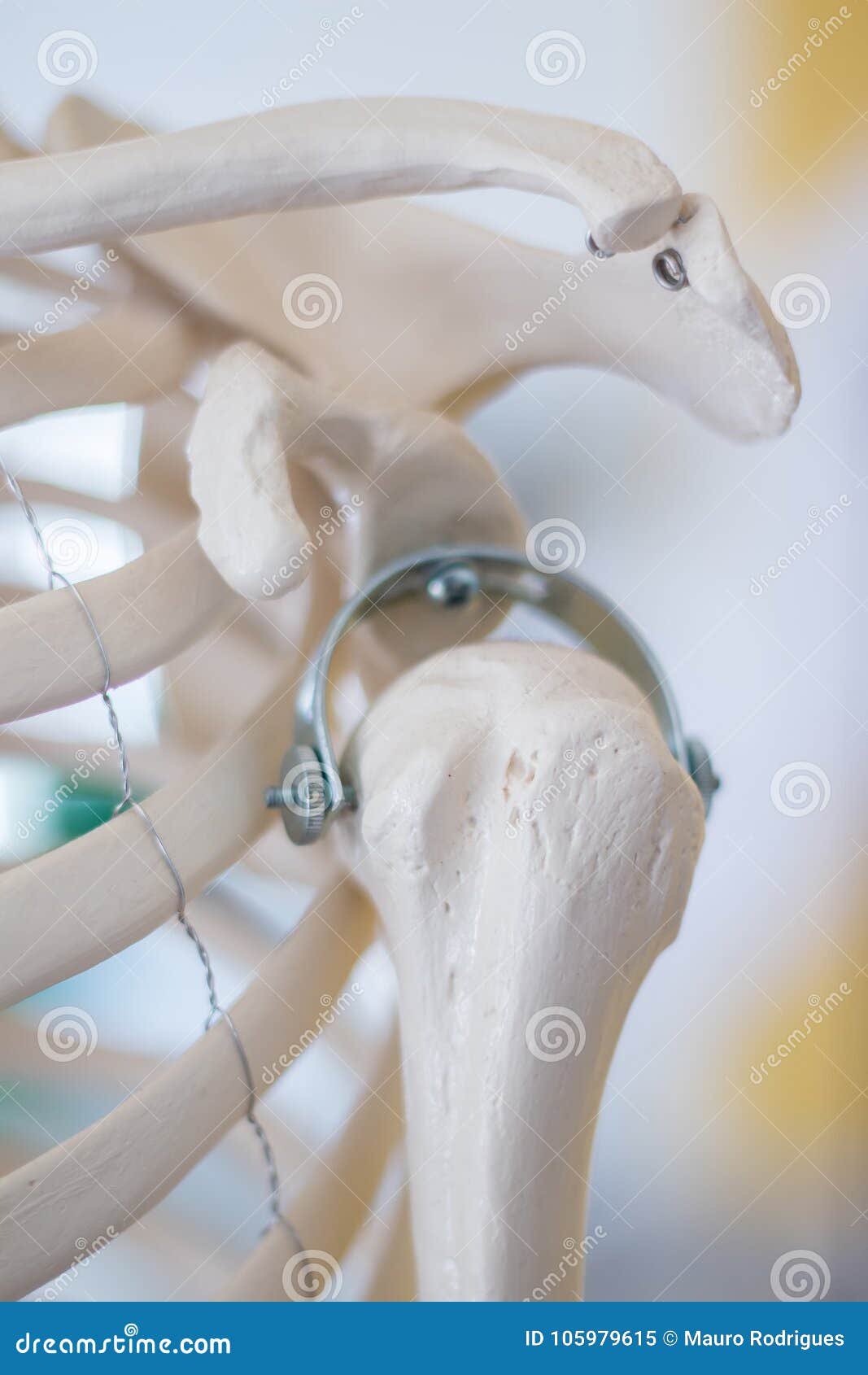 Human Shoulder Skeleton Model Stock Image Image of health, thorax